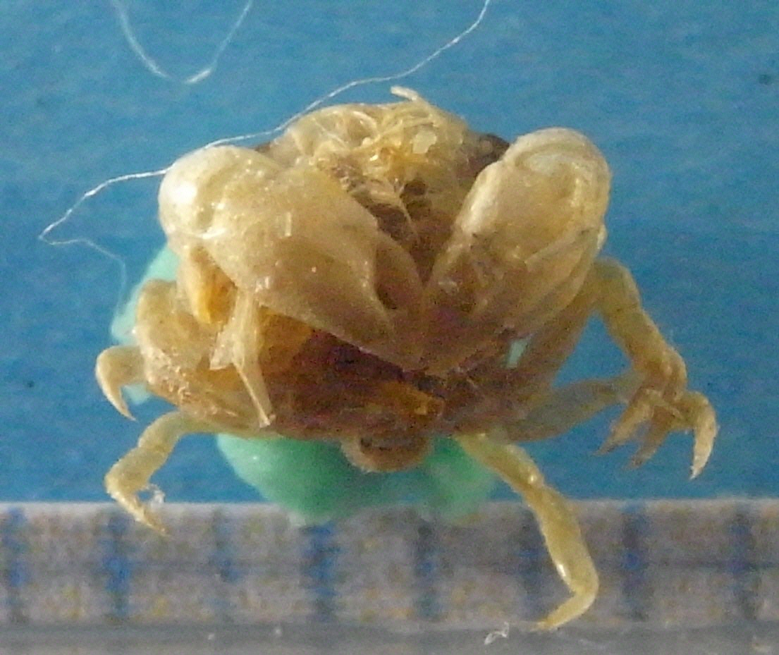 カニのなかまのメガロパ幼生（腹面）