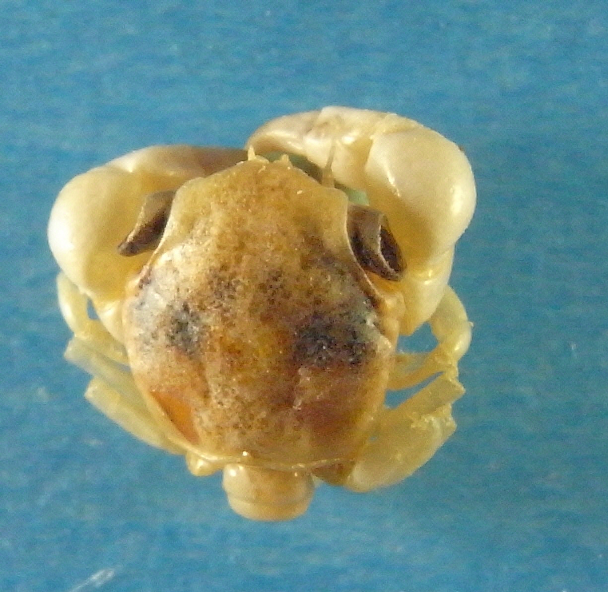 カニのなかまのメガロパ幼生
