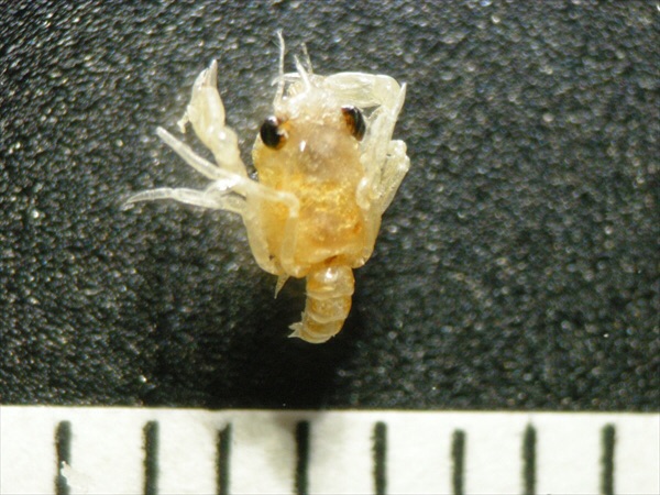 ワタリガニのなかまのメガロパ幼生