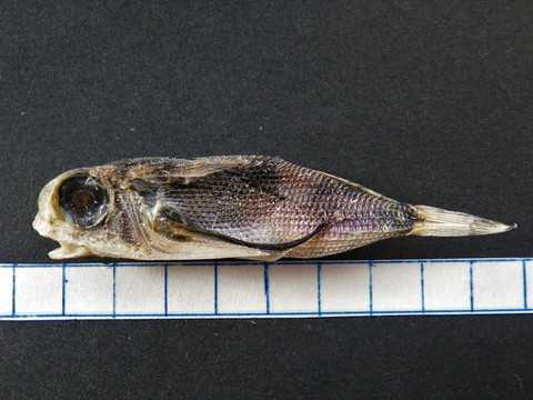 セミホウボウの稚魚