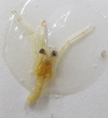 ヤドカリのなかまのメガロパ幼生