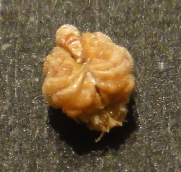 カニのなかまのメガロパ幼生