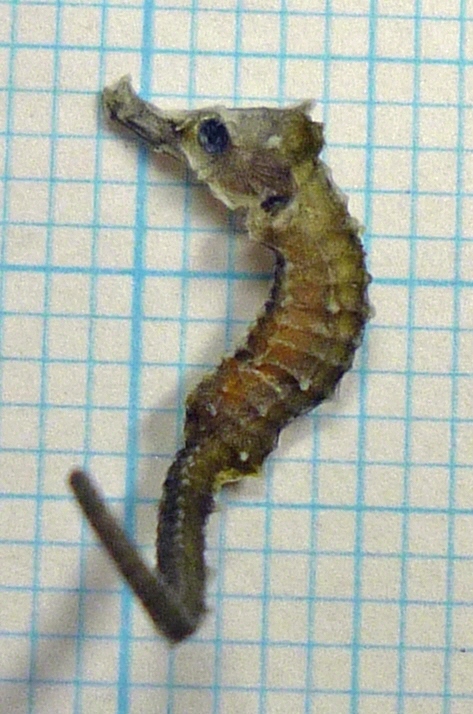 タツノオトシゴのなかま