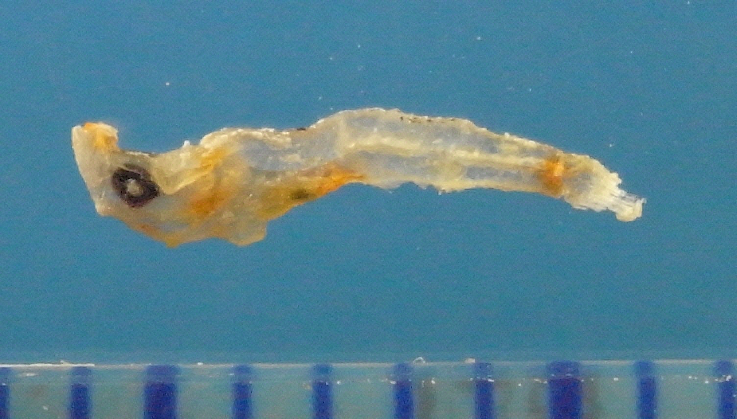 魚類 スズキ目 ハゼ亜目 ハゼ科 ハゼのなかま： チリモン図鑑