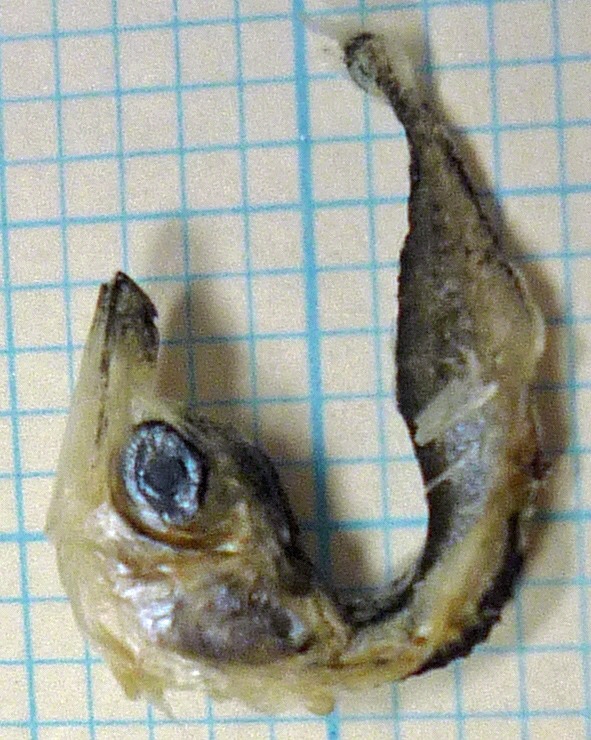 サバのなかま