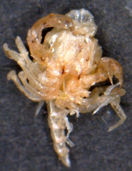 カニのなかまのメガロパ幼生(腹面)