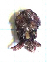 ミミイカ