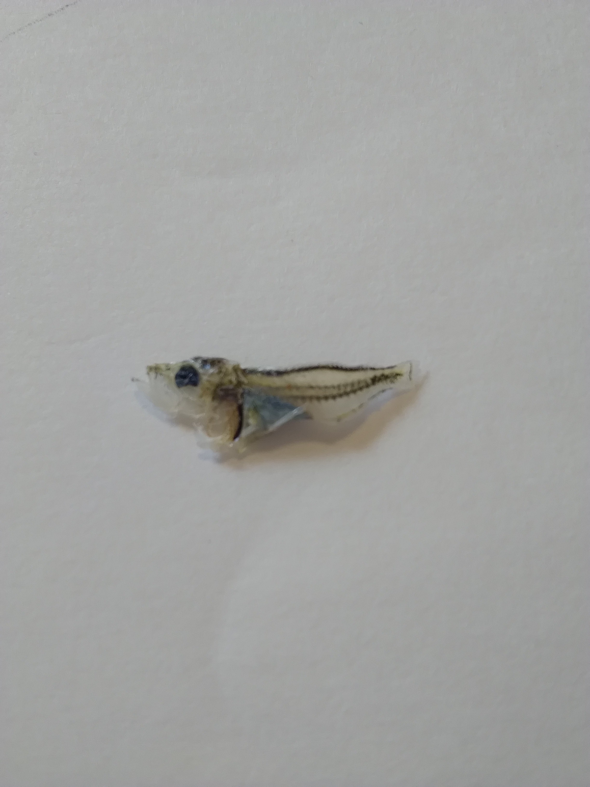 不明