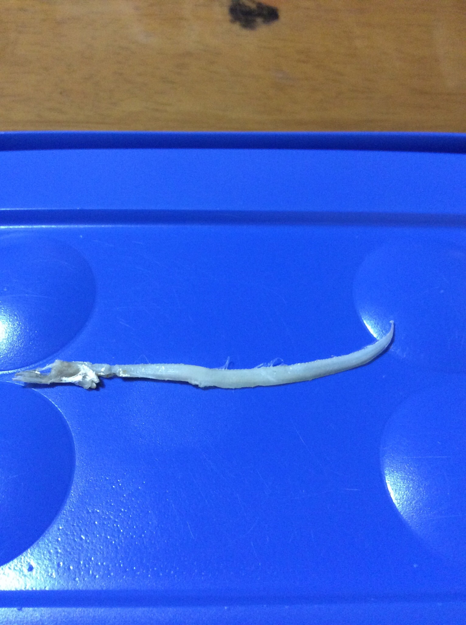 タチウオのなかま