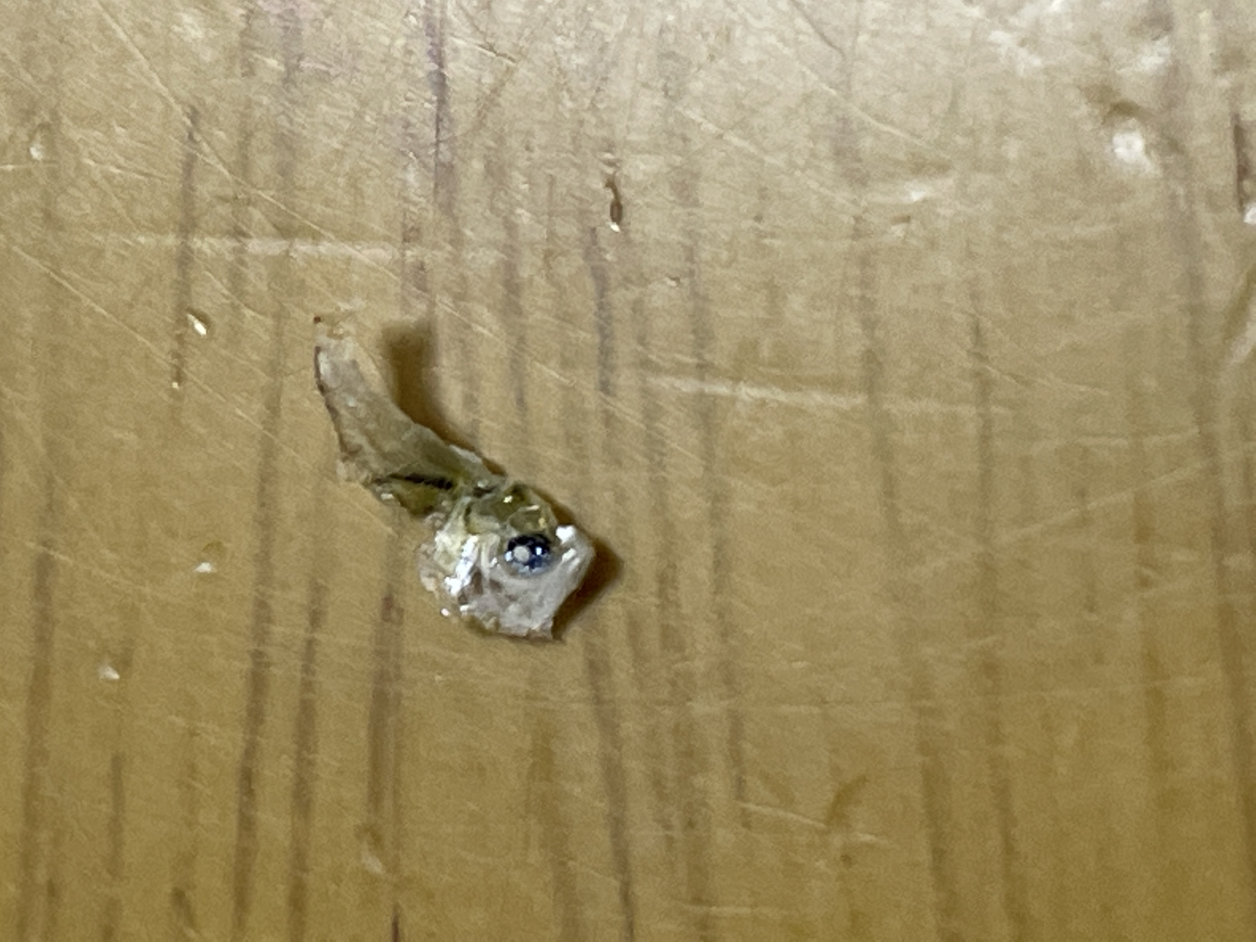 アジ