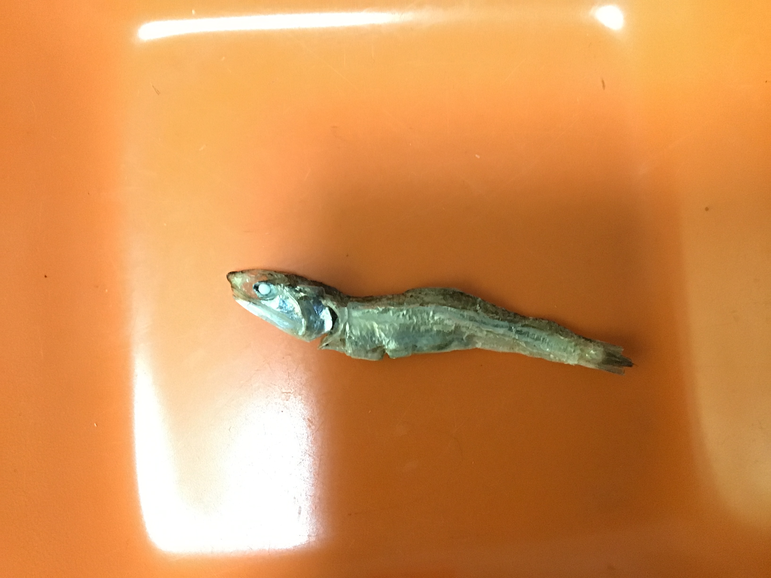煮干し