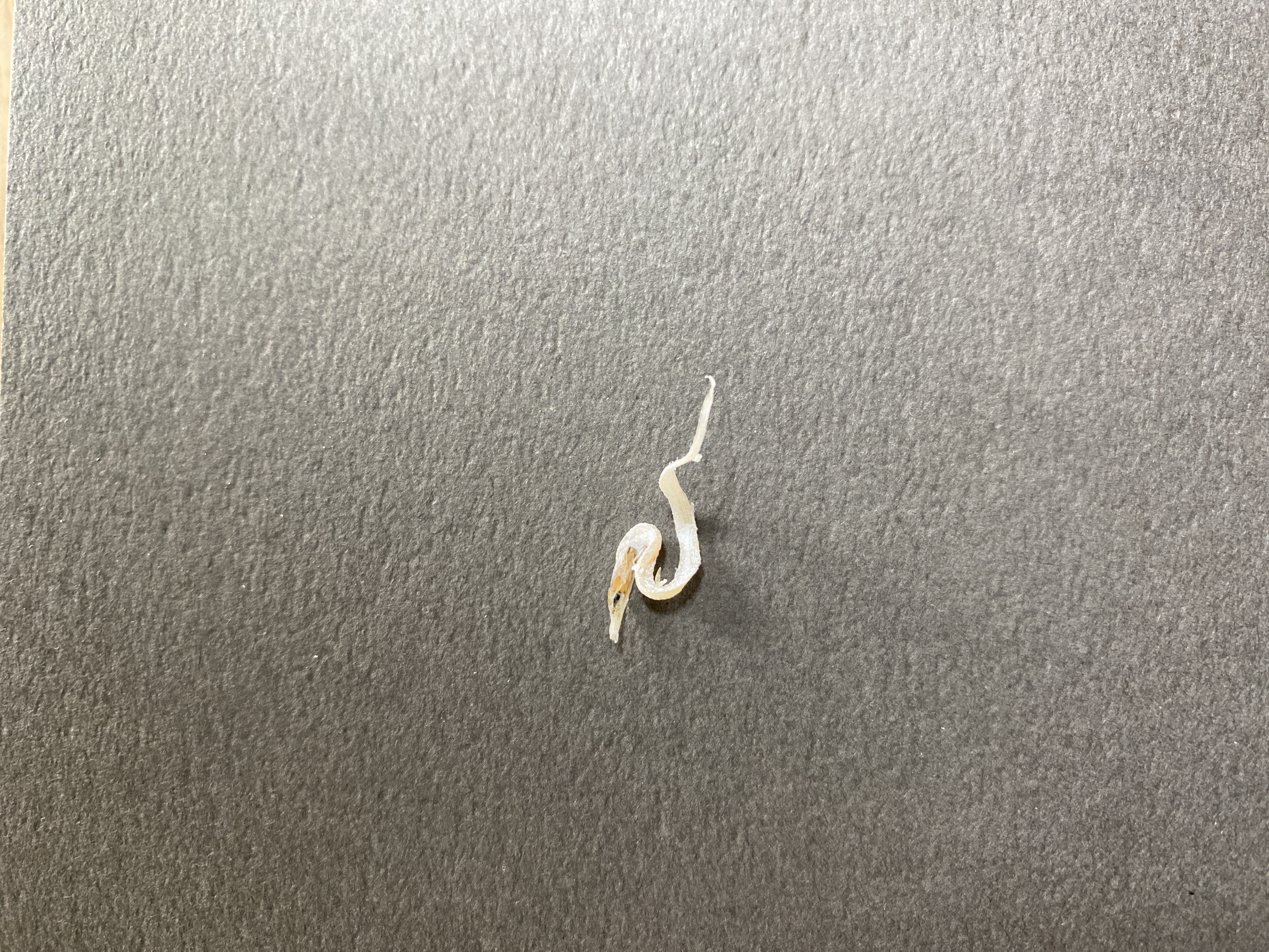 タチウオのなかま