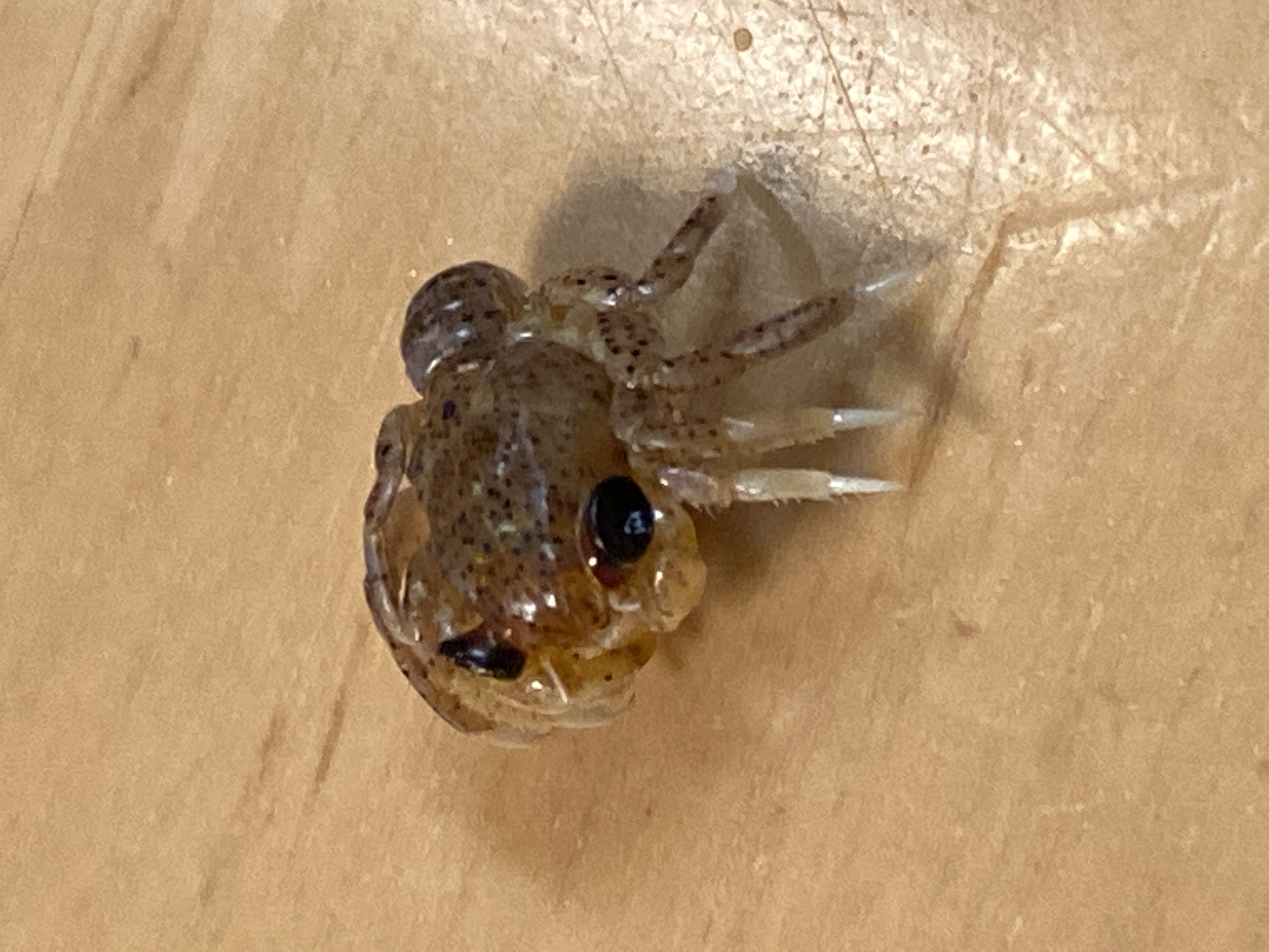 カニのなかまのメガロパ幼生