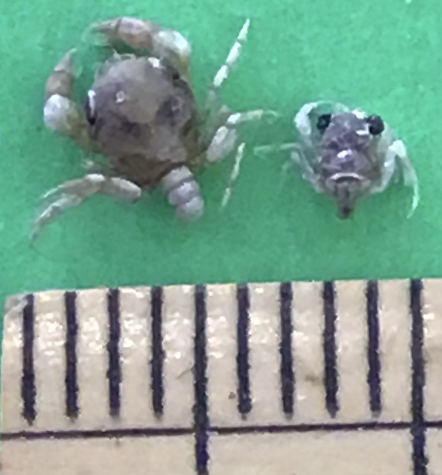 カニのなかまのメガロバ幼生