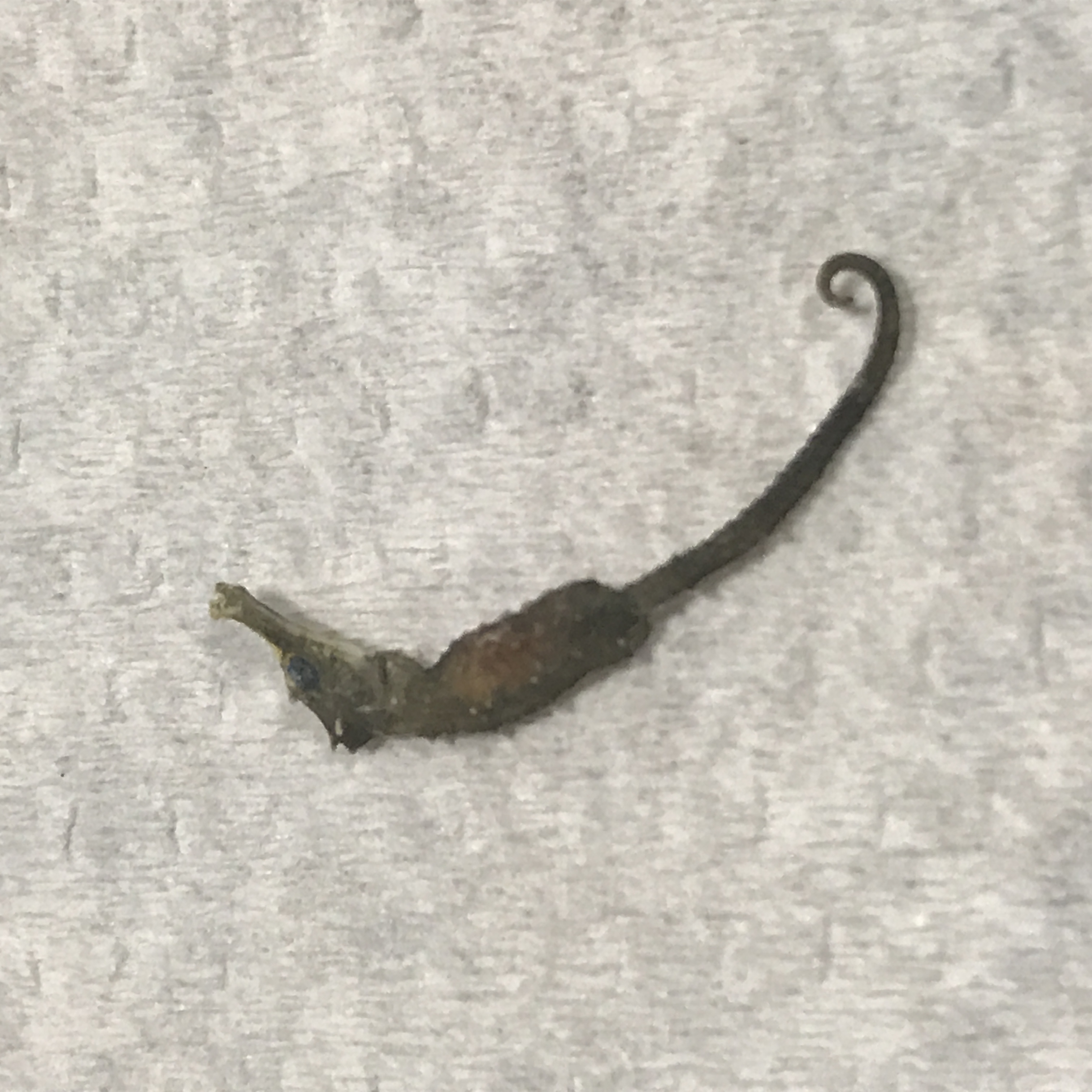 タツノオトシゴのなかま
