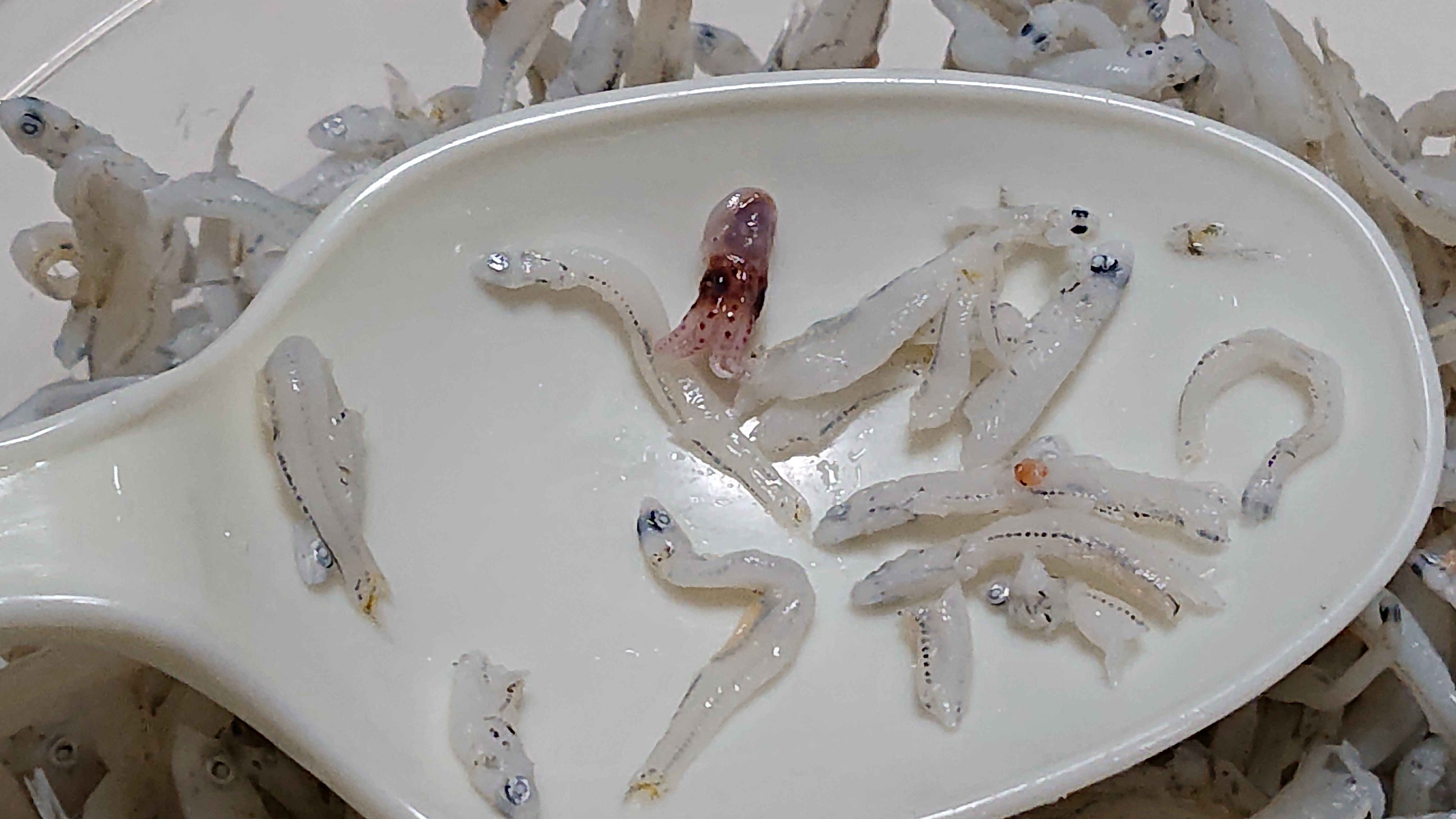 タコのなかま