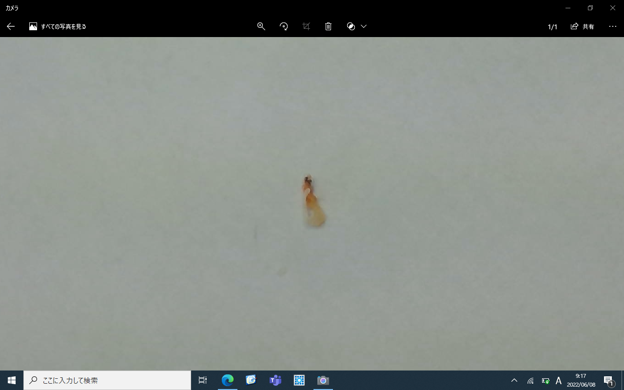 えビ