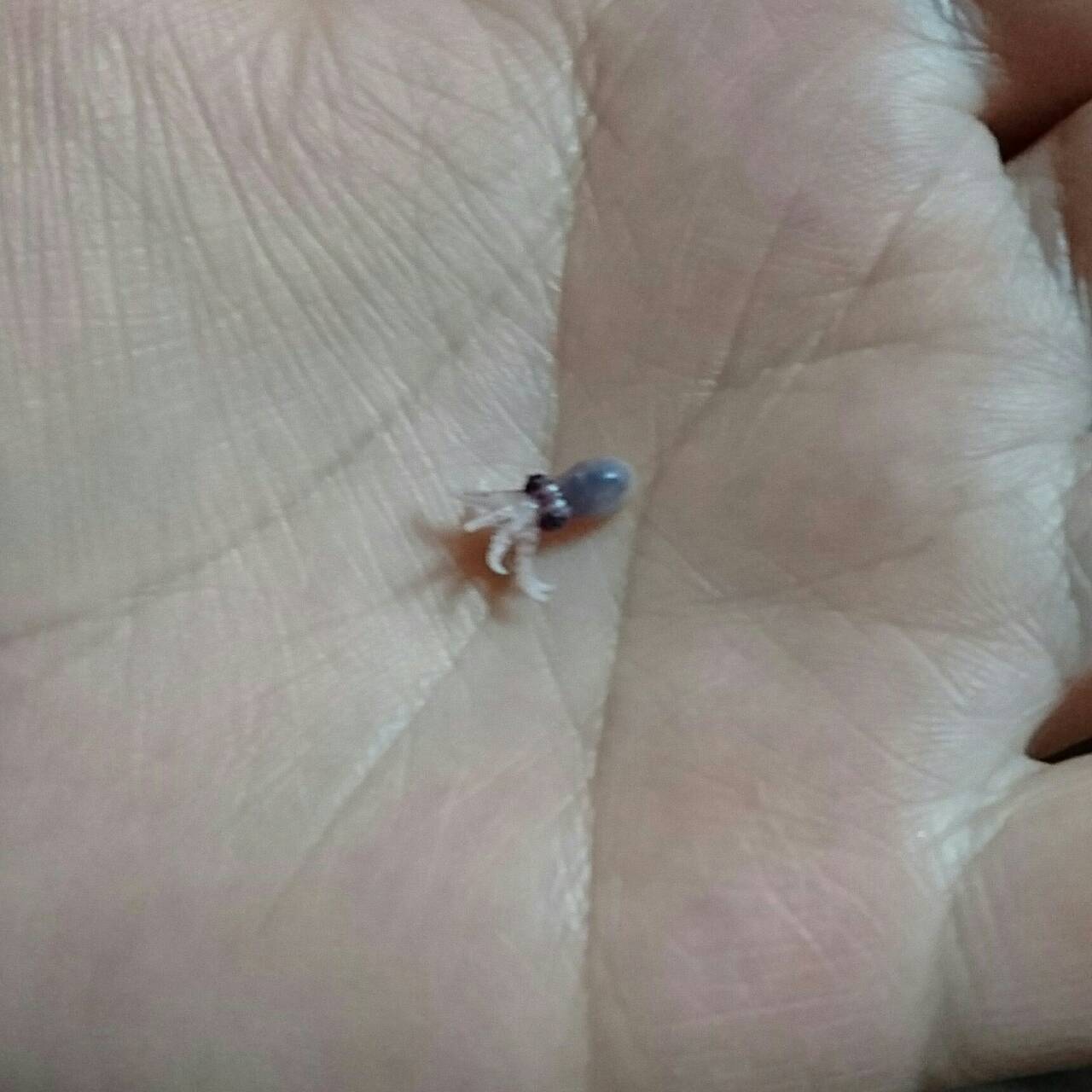 たこ
