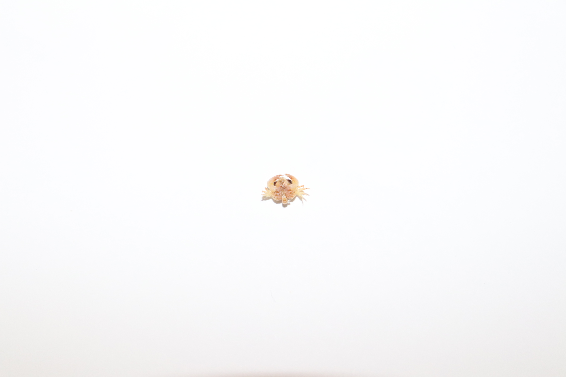 カニ