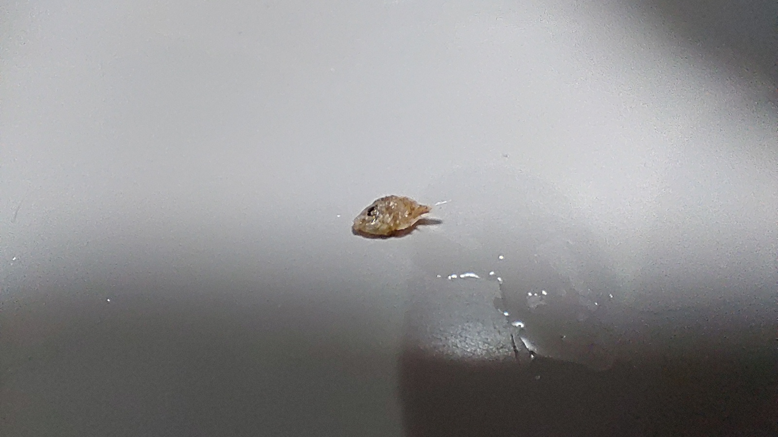 カワハギ