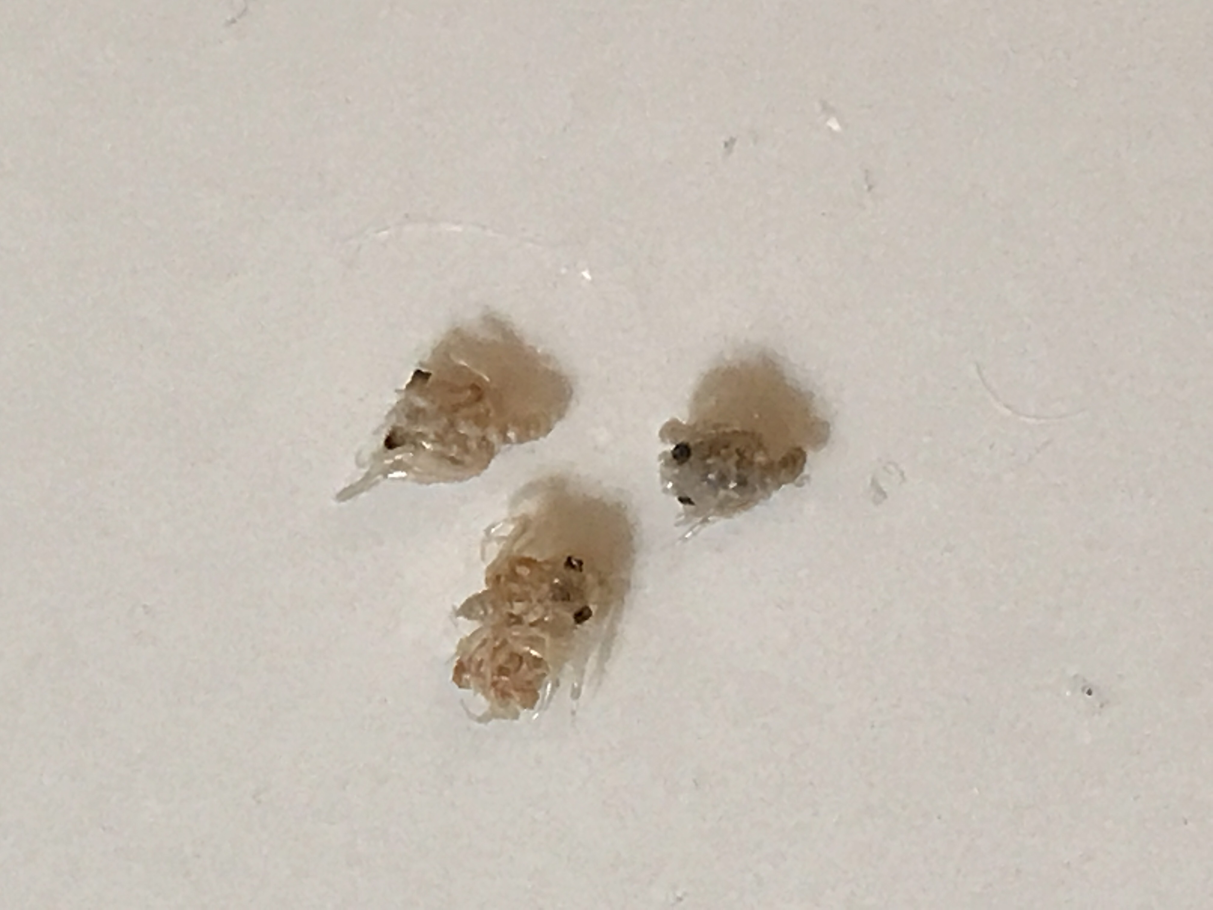 カニのメガロパ幼生