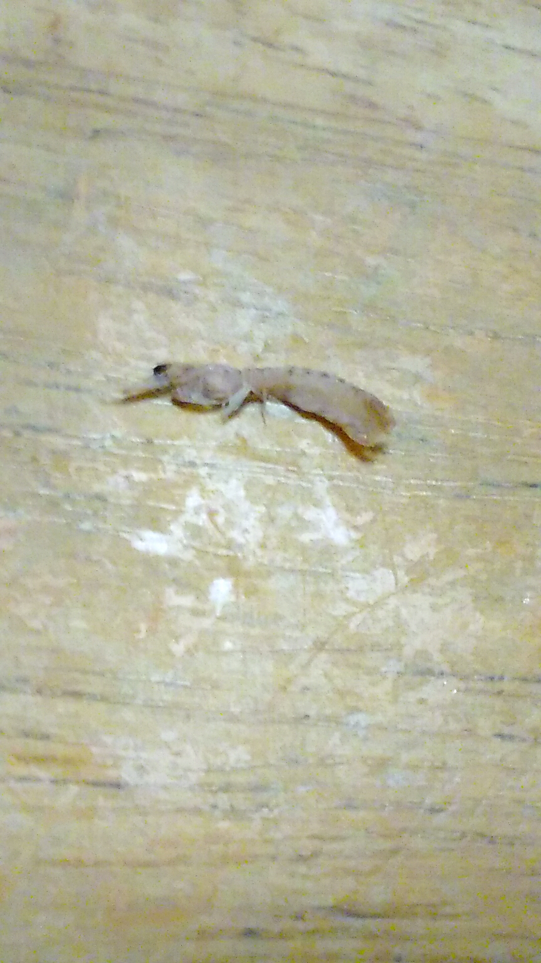 シャコなかまのアリマ幼生