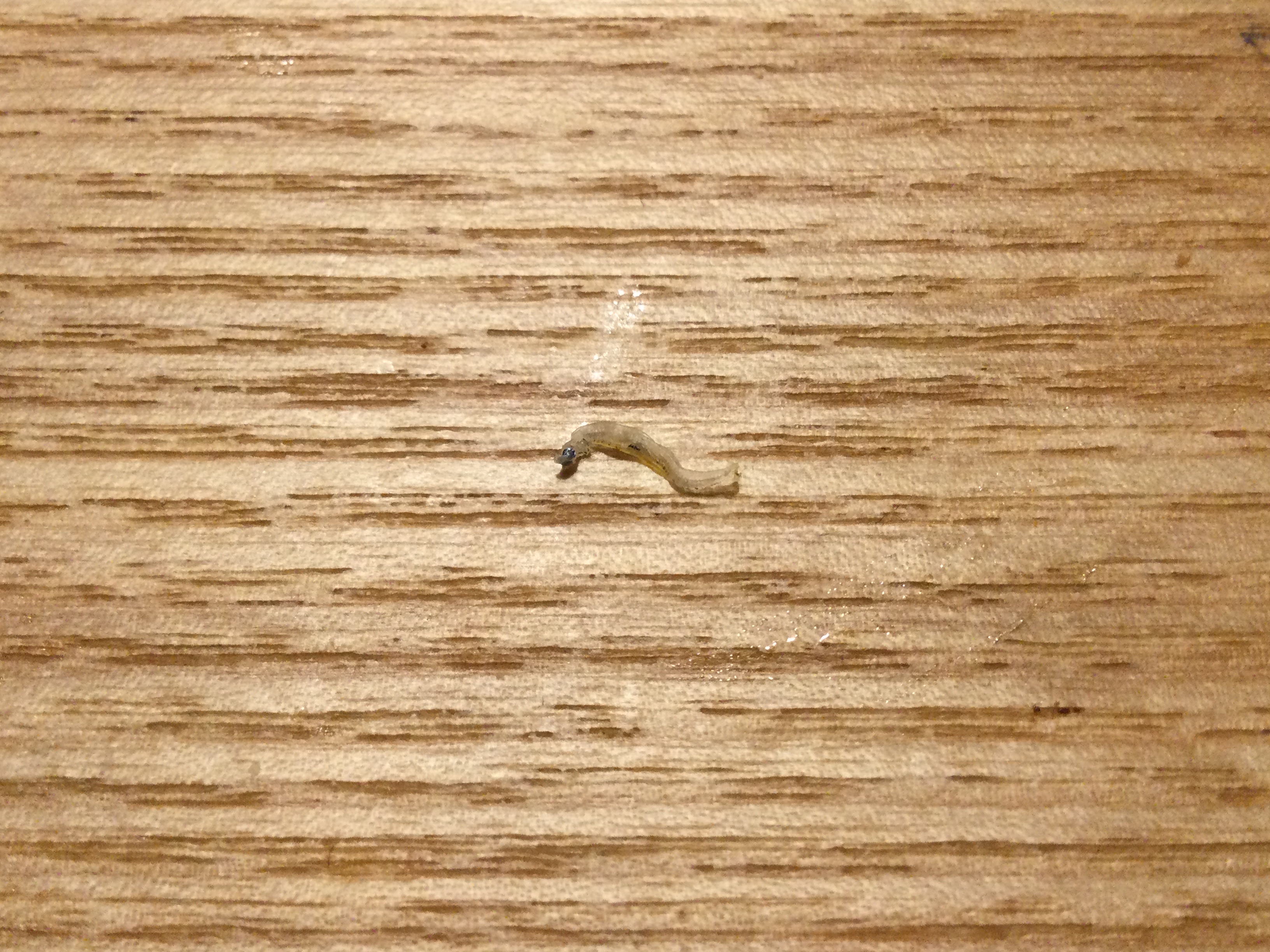 ハゼのなかま?