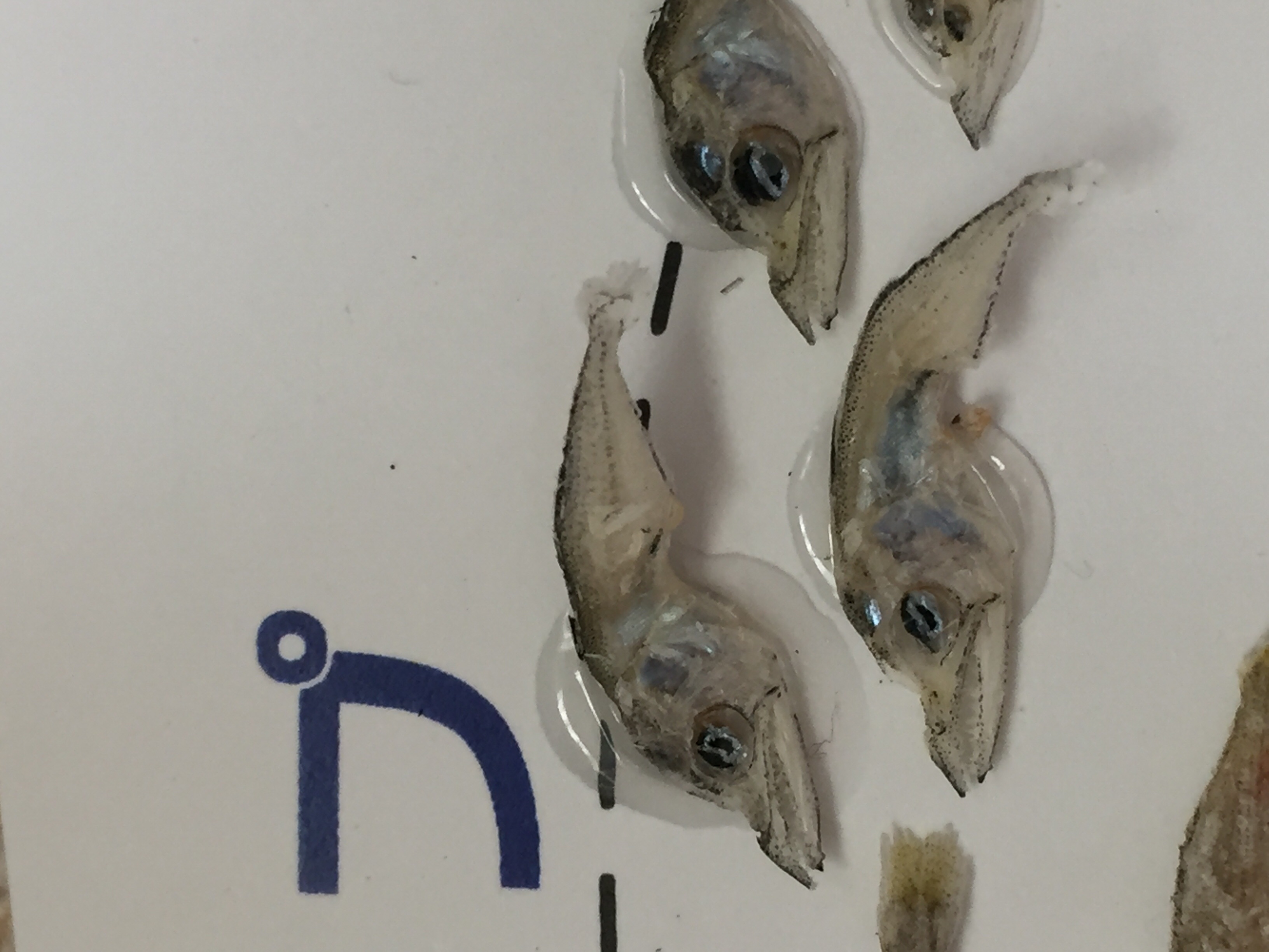 サワラのなかま