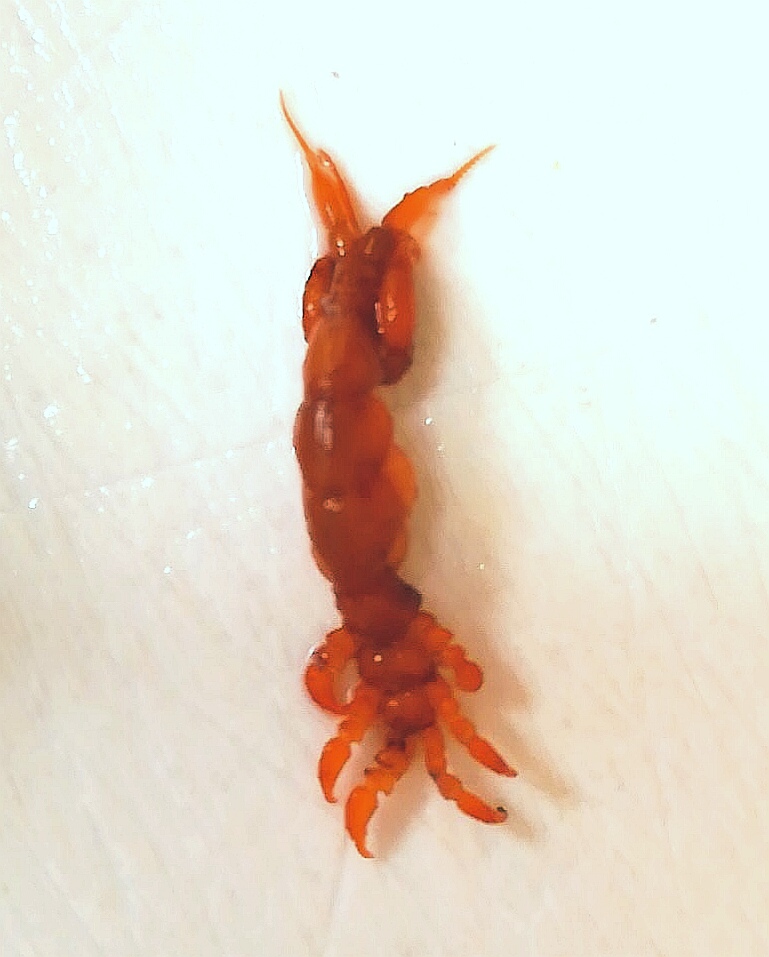 ワレカラのなかま