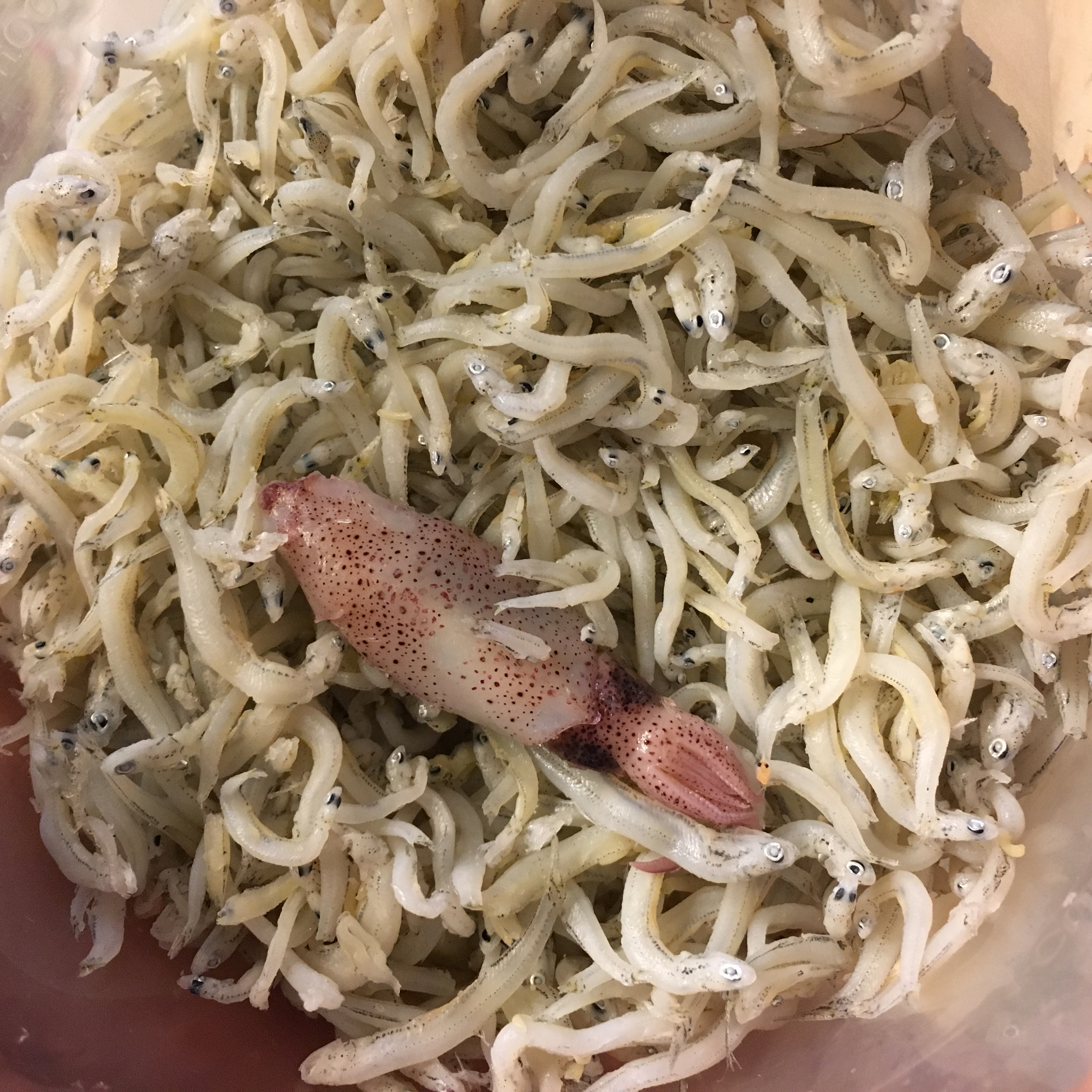 イカのなかま