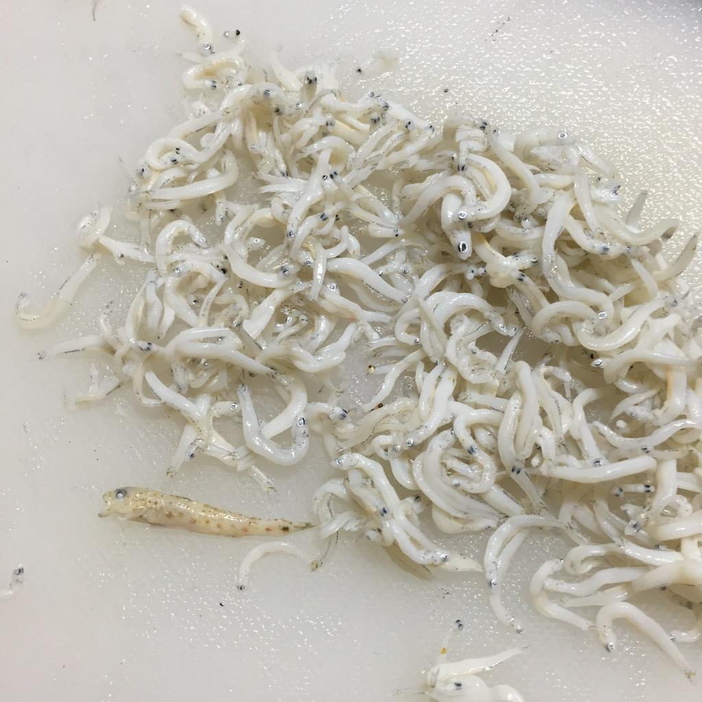 ハゼのなかま