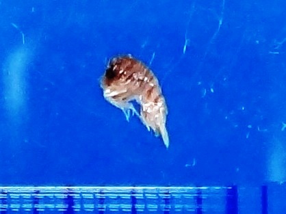 マルオウスムラサキウミノミ