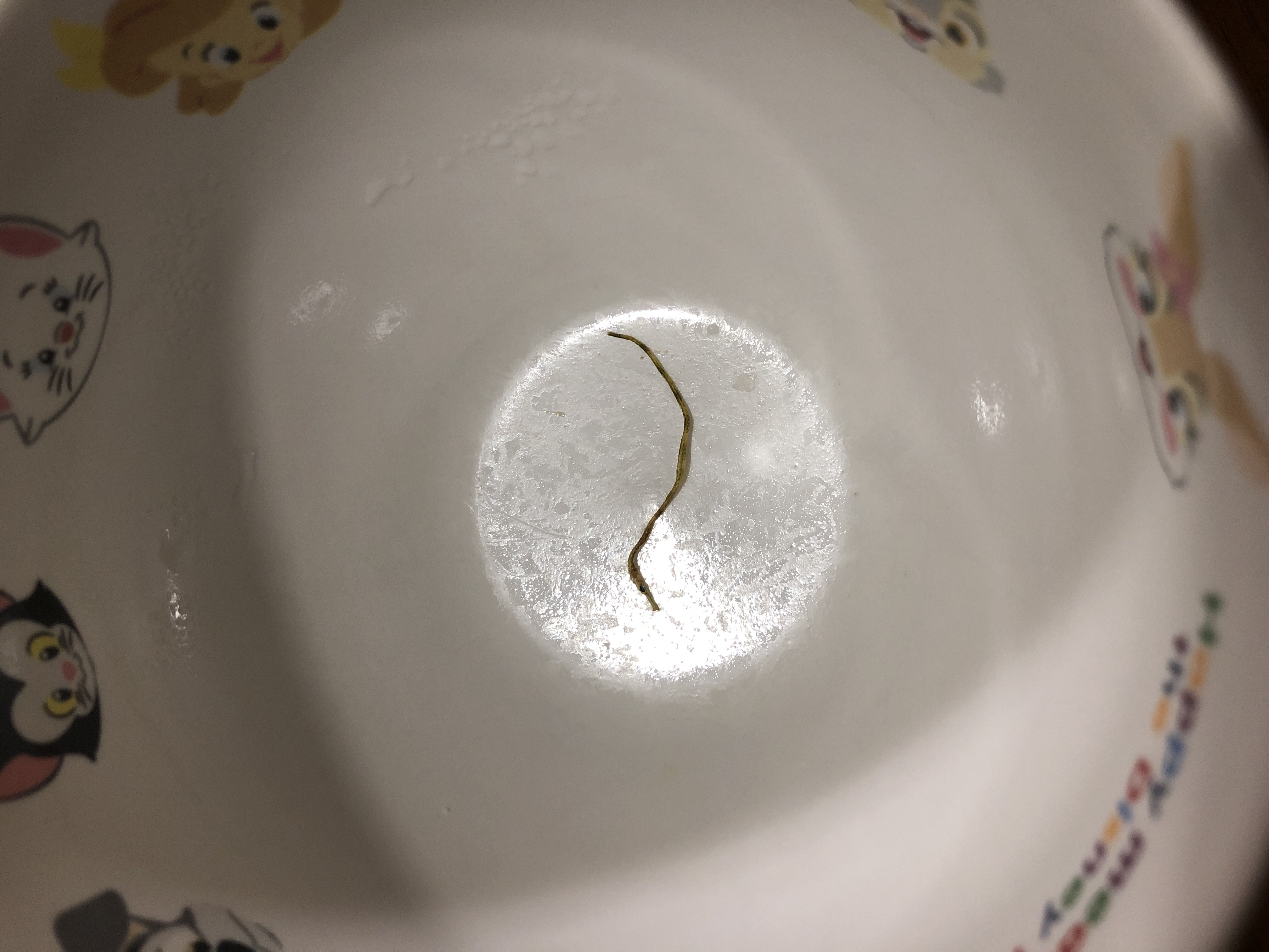 ヨウジウオのなかま