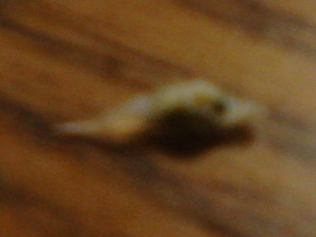 ホウボウ??