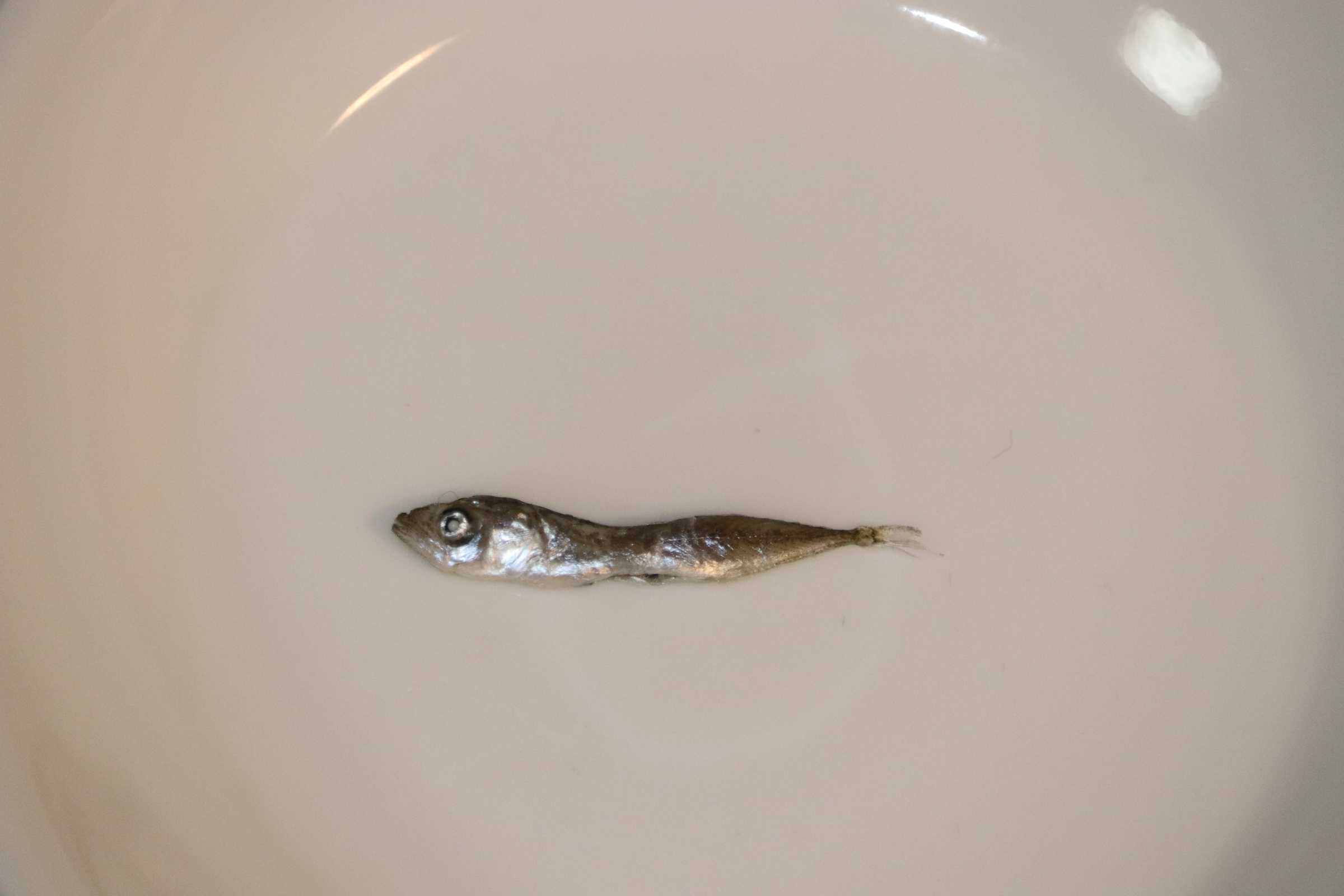 サバのなかま