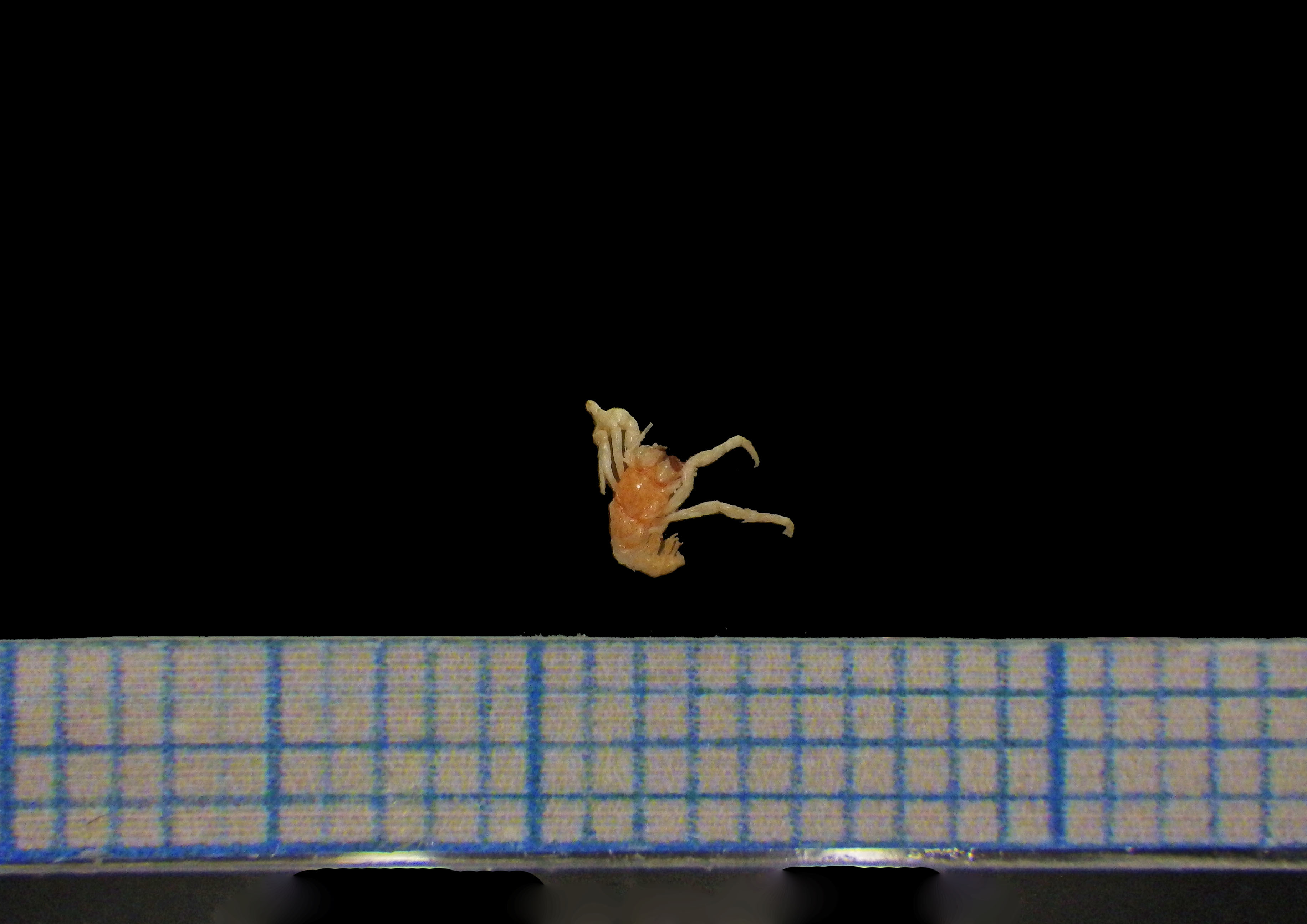 ヤドカリのなかま