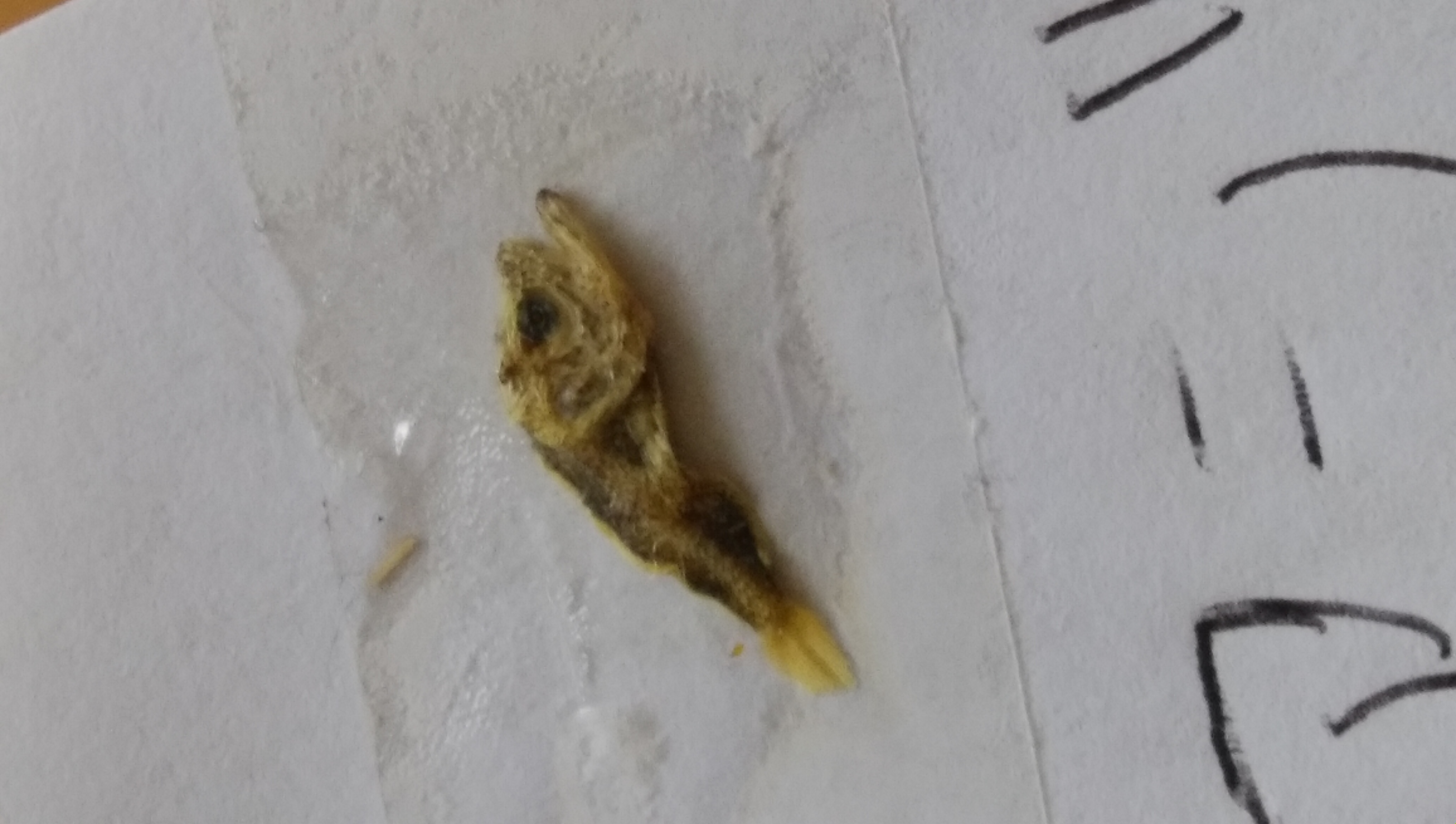 不明
