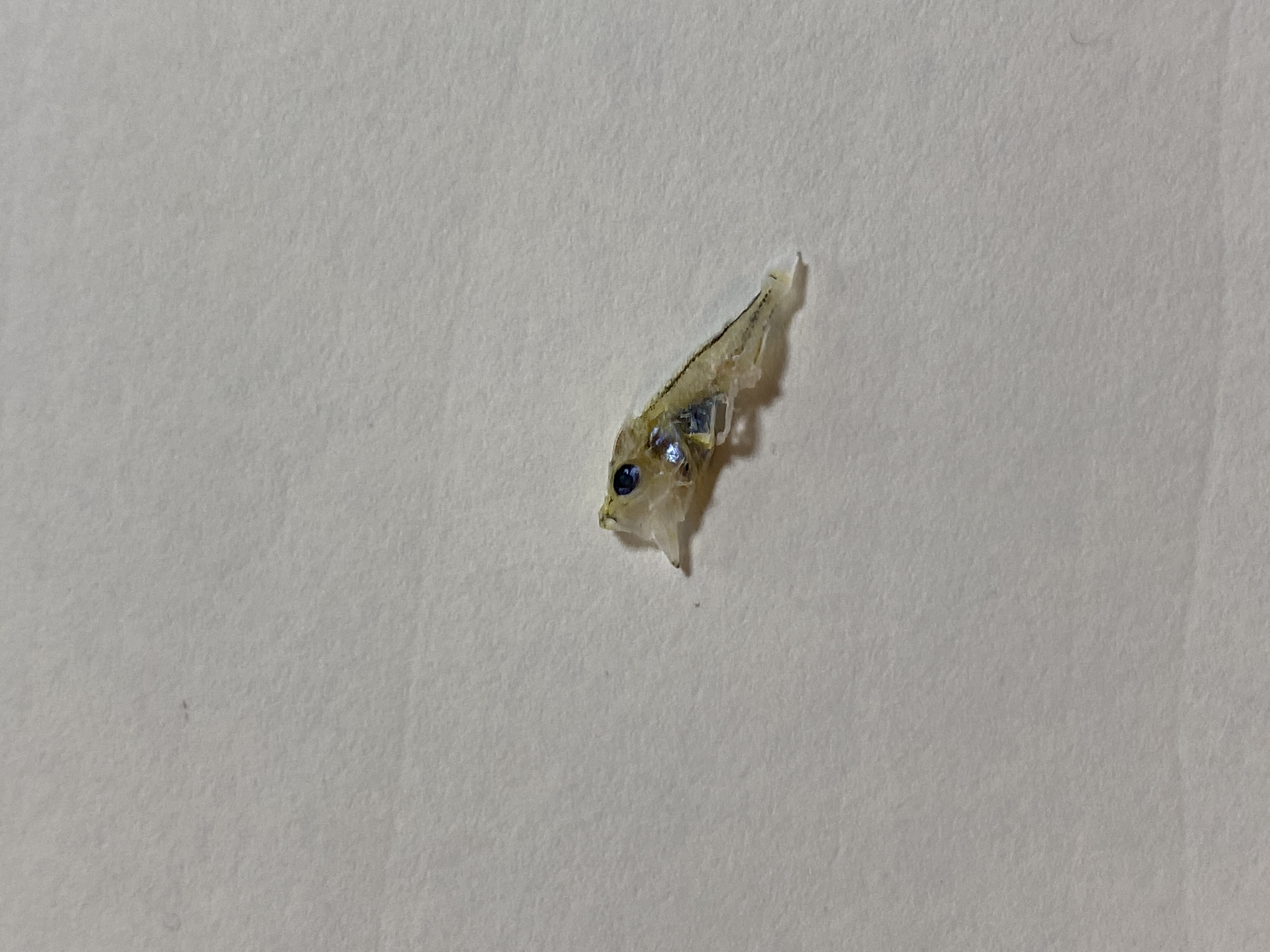 カサゴのなかま