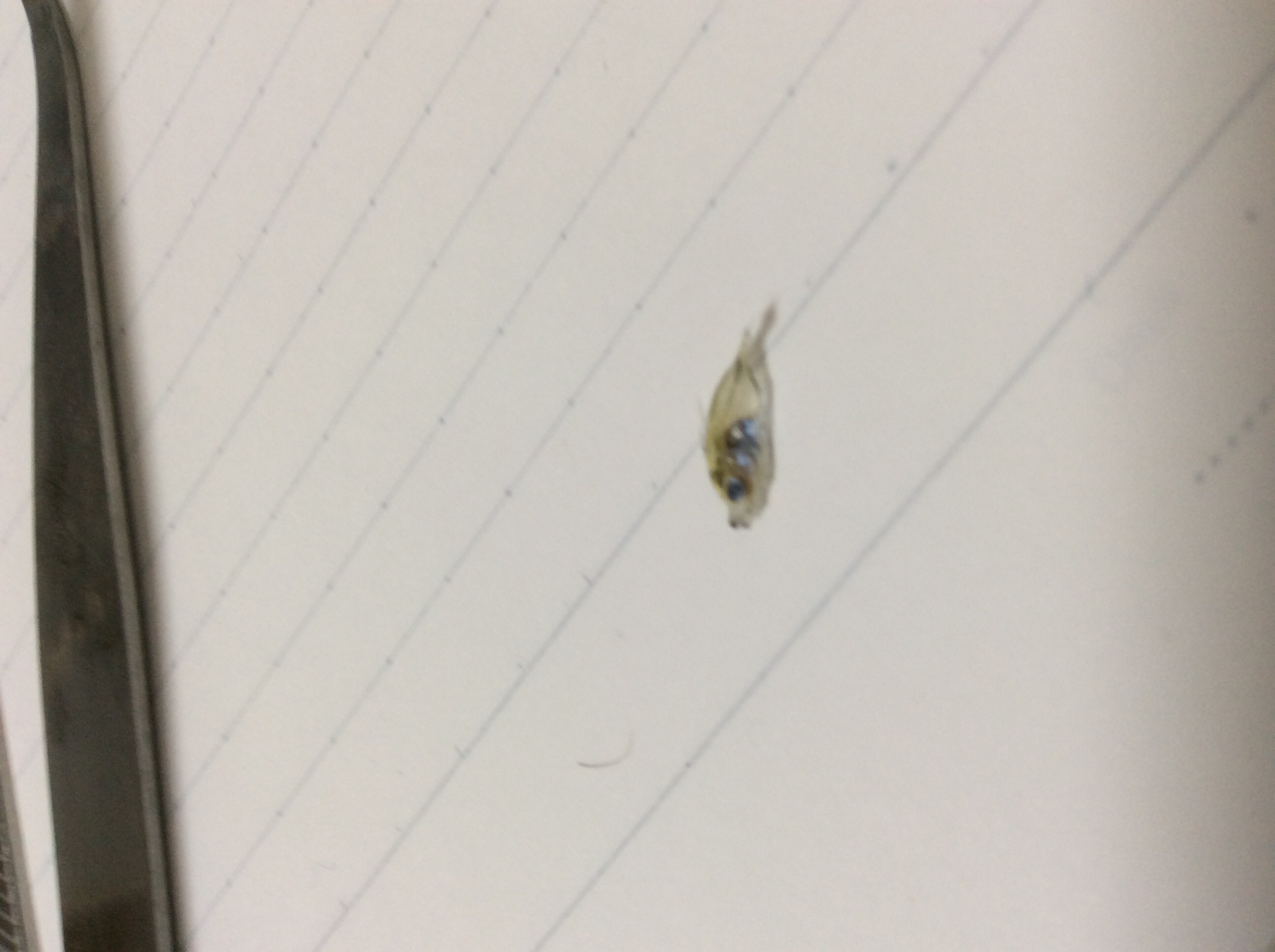 ⁉️