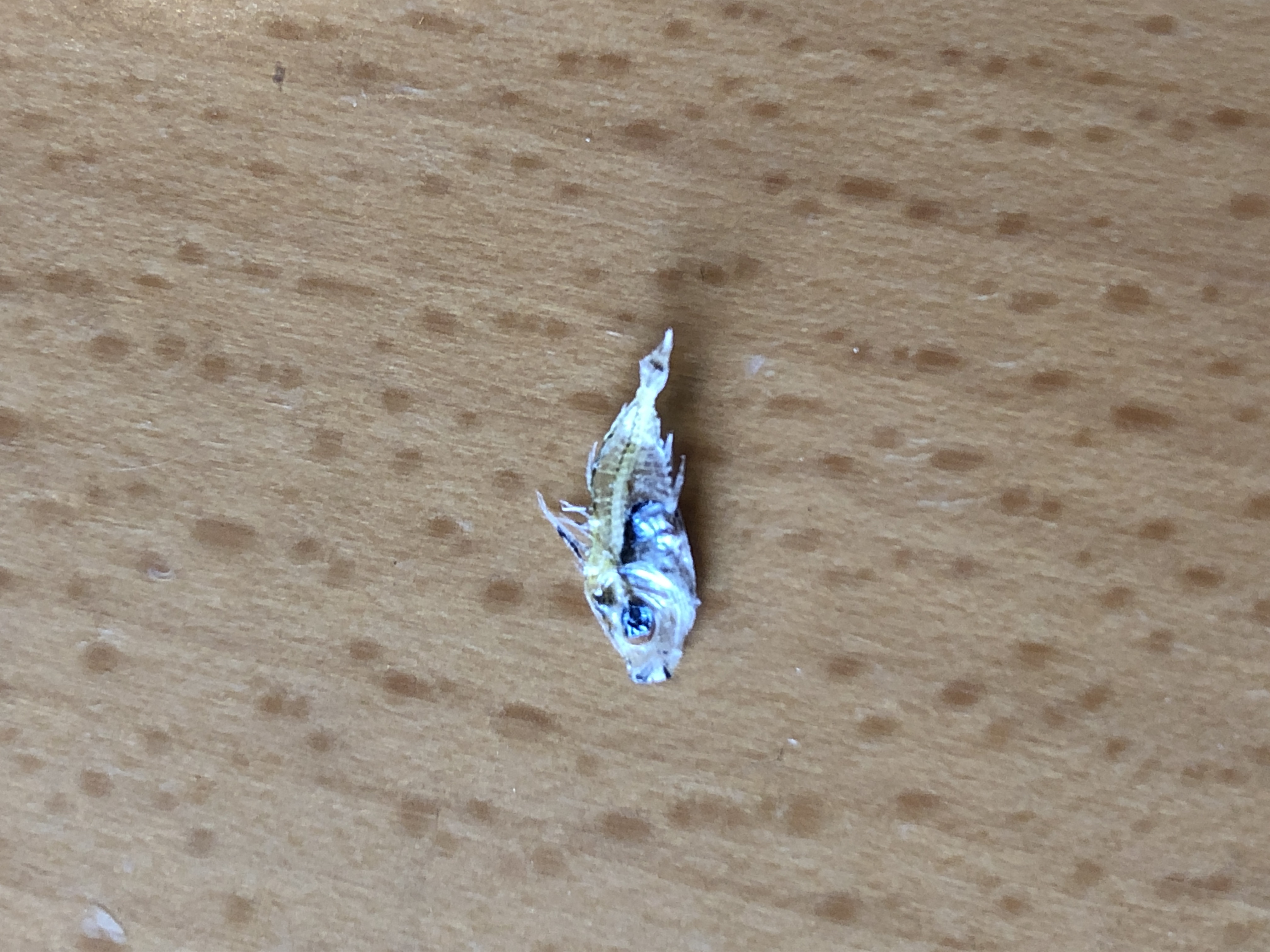 かさご?