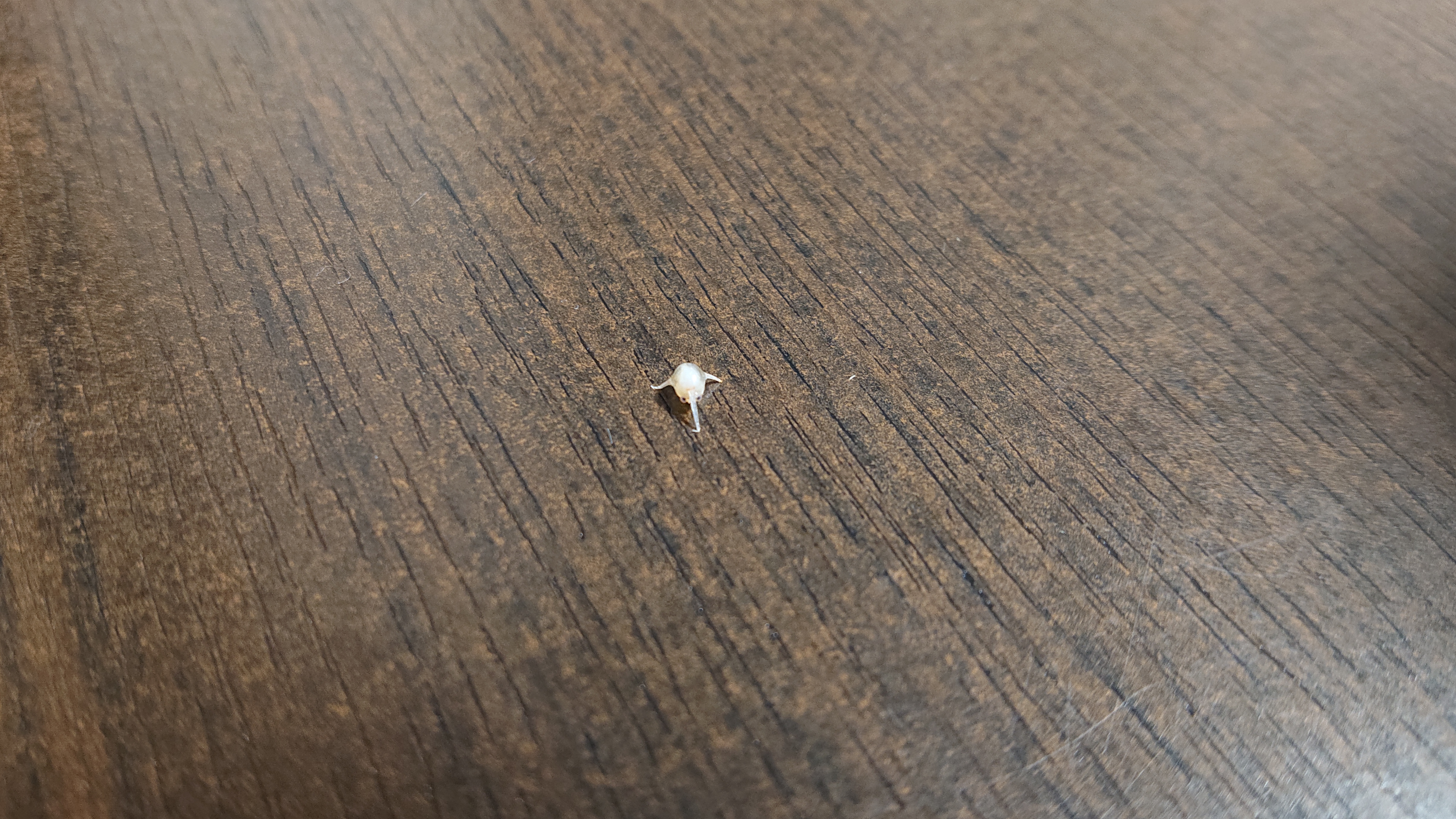 カニのなかまのゾエア幼生？