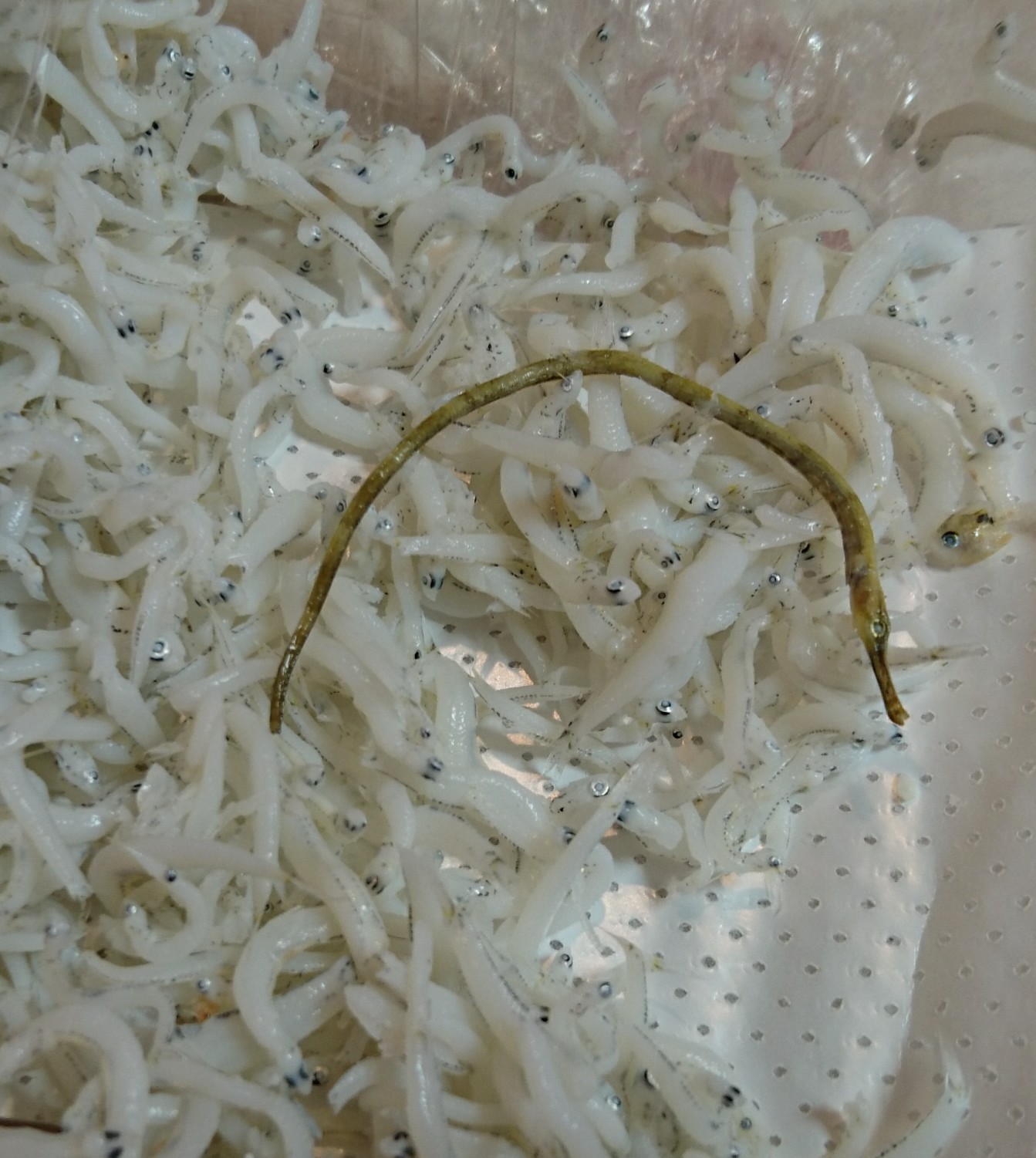 ヨウジウオのなかま