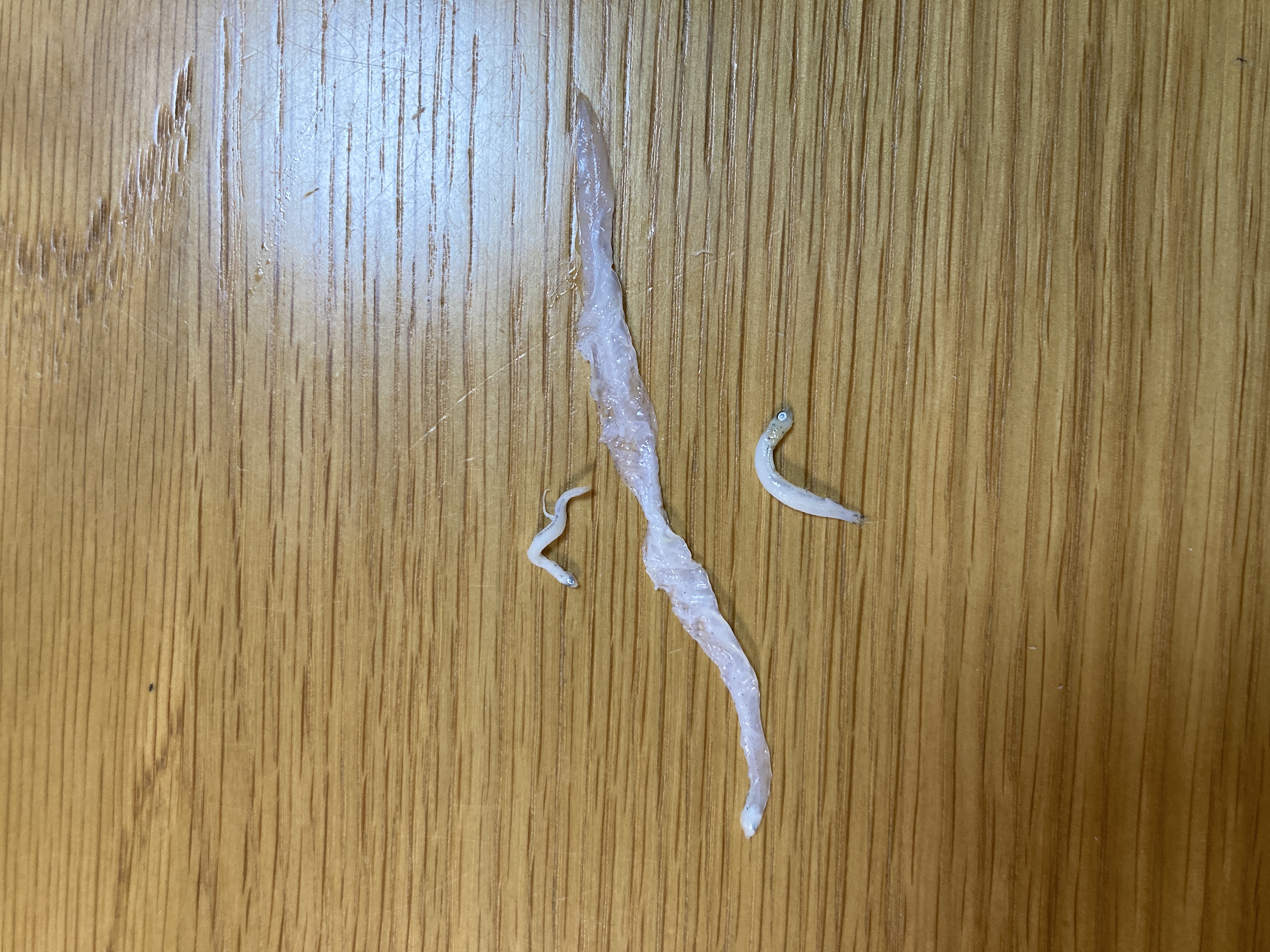 うなぎ?