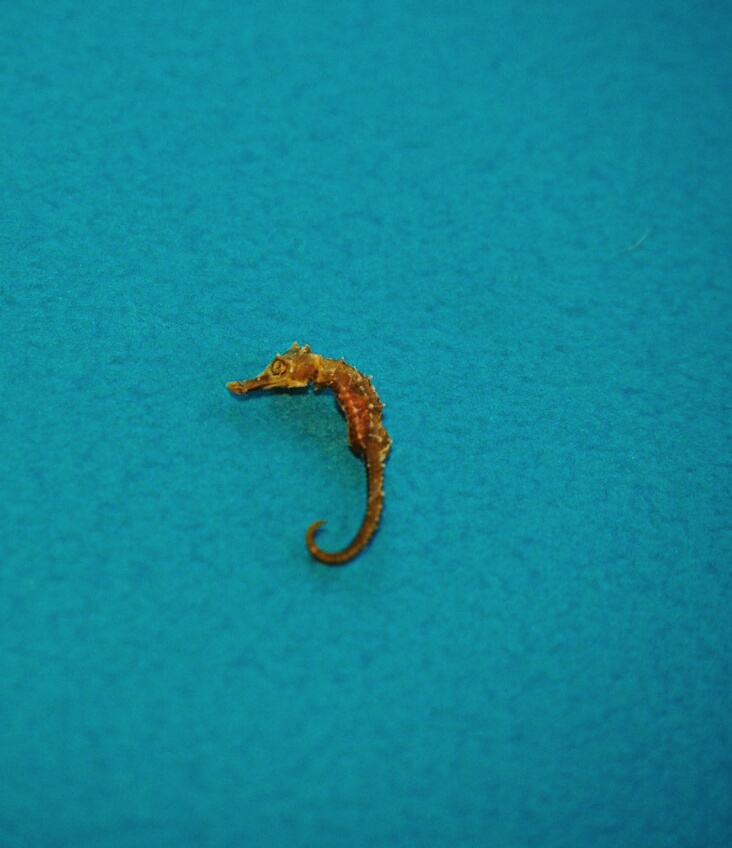 タツノオトシゴのなかま