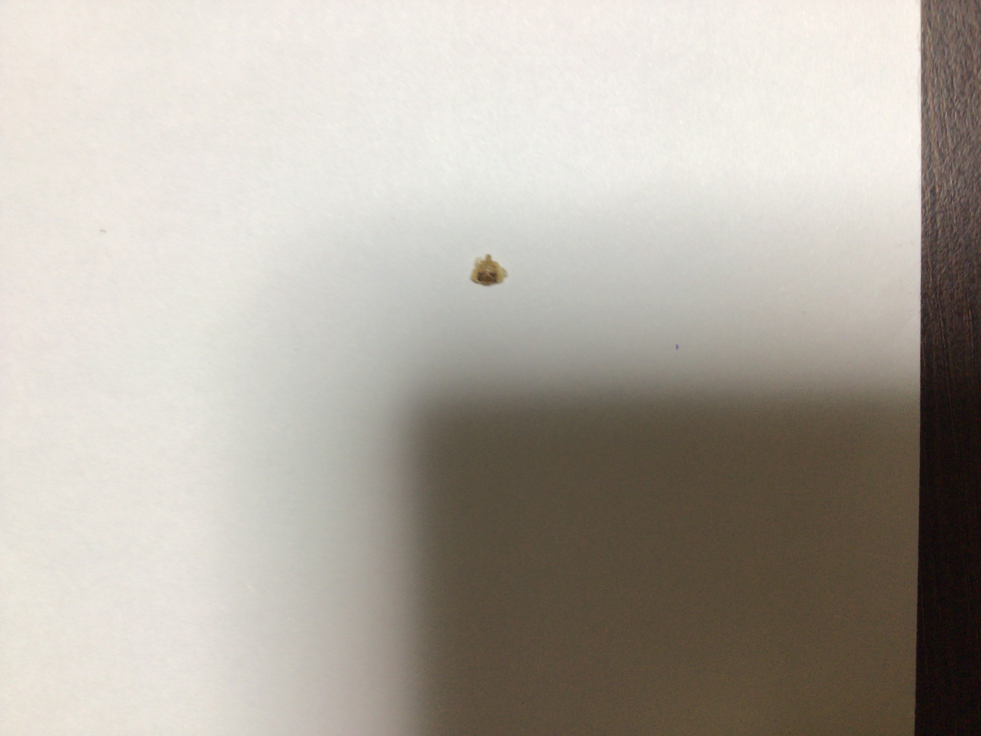 カニのなかまのメガロパ幼生?