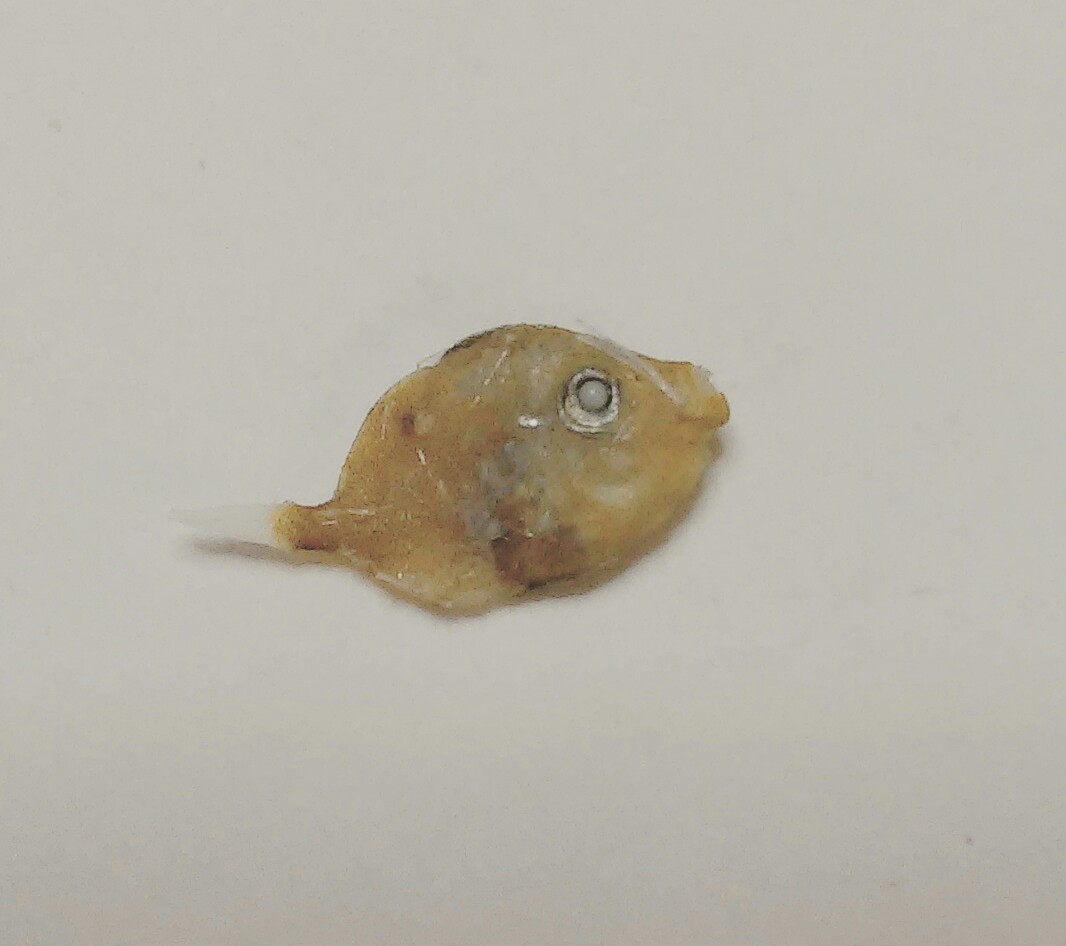 カワハギのなかま