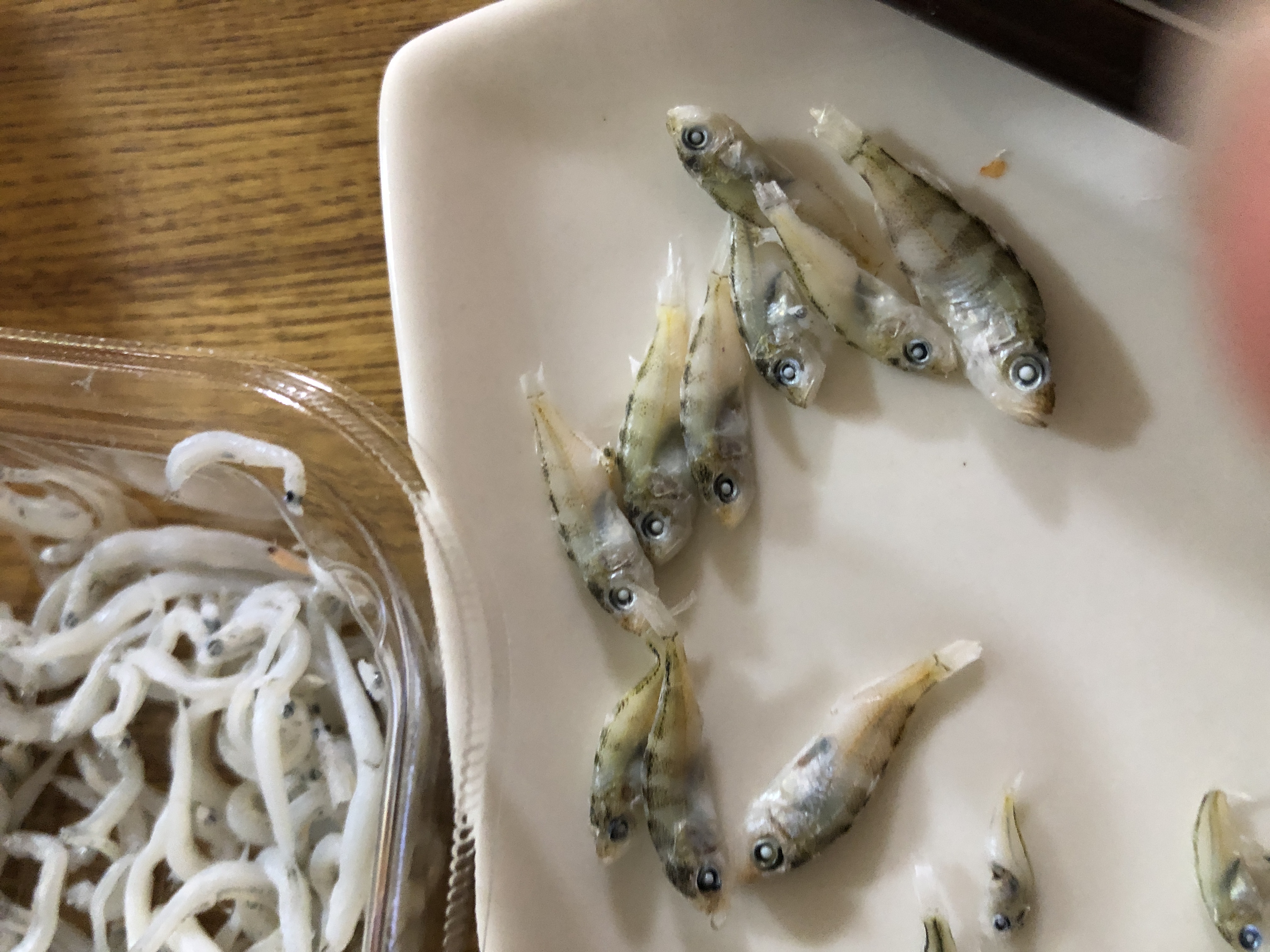 メバルのなかま