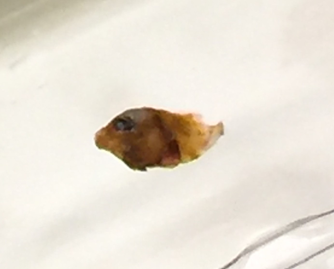 カワハギのなかま?