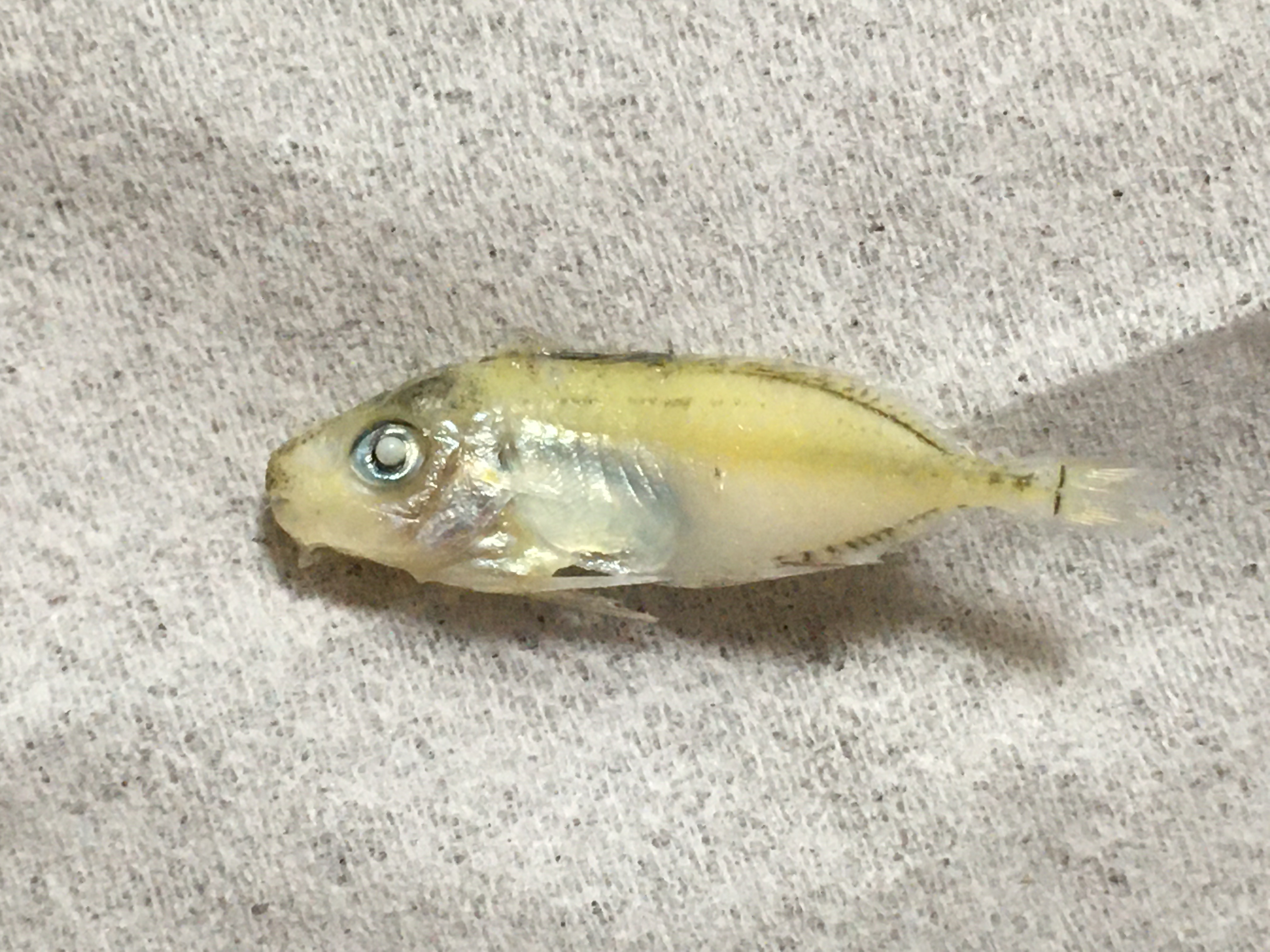 アイゴのなかま