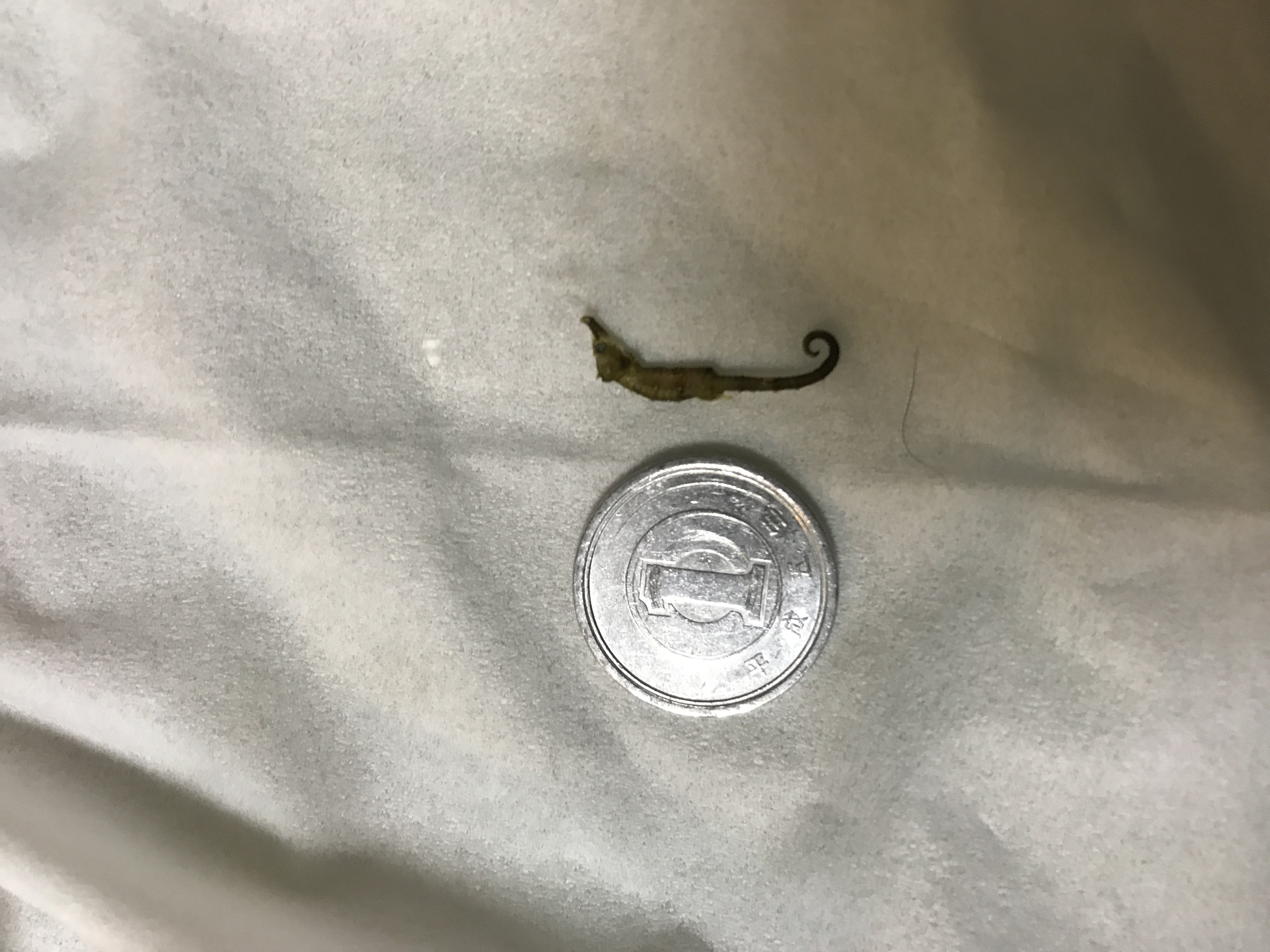 タツノオトシゴのなかま
